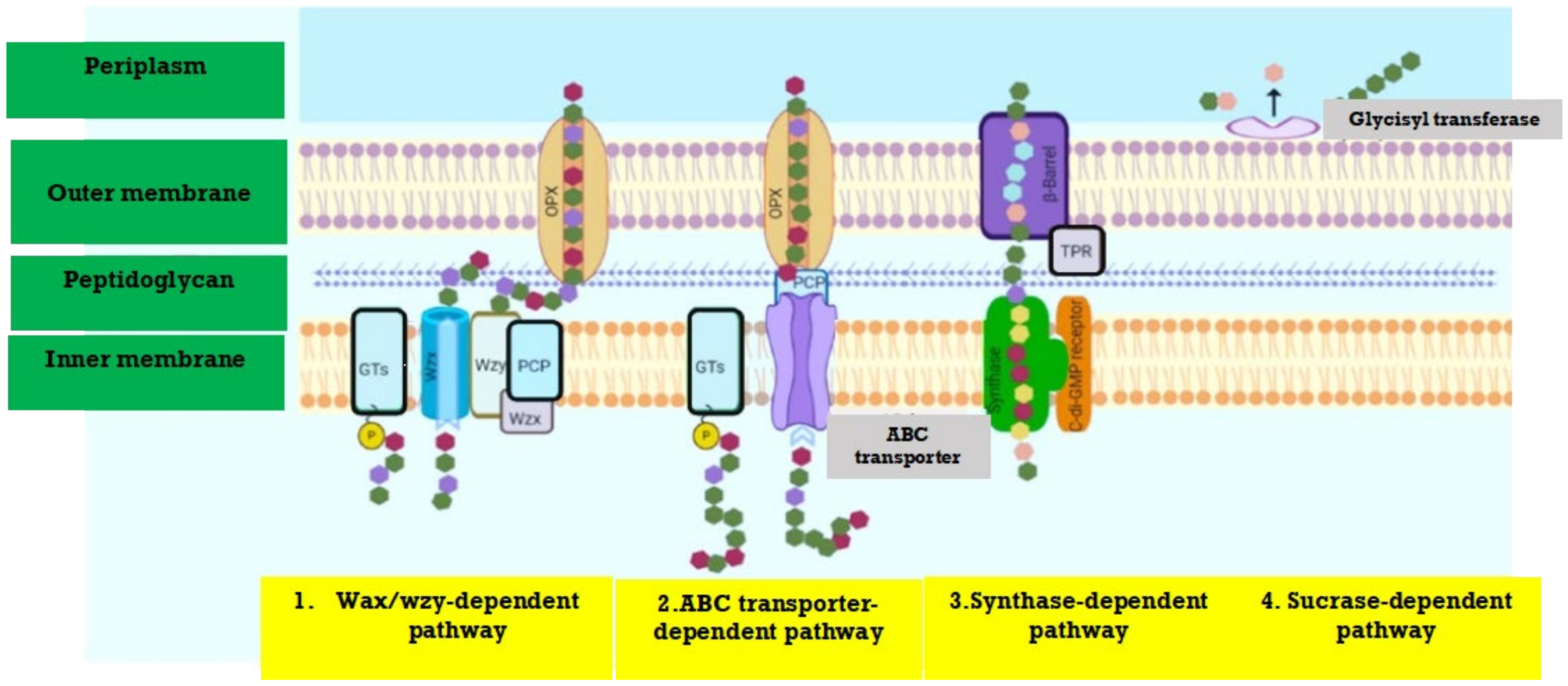 Polymers 13 04136 g001