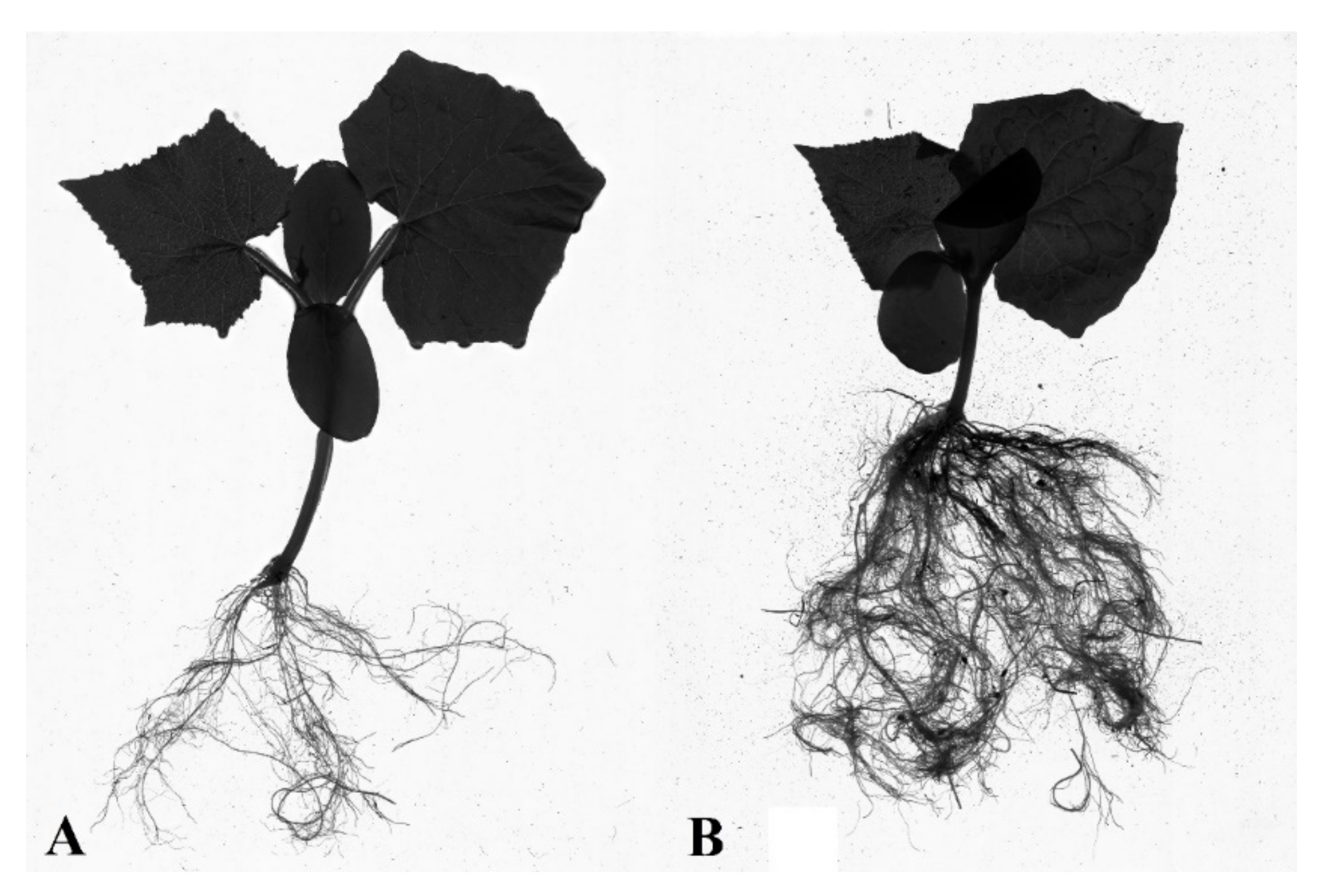 Polymers 13 04233 g007
