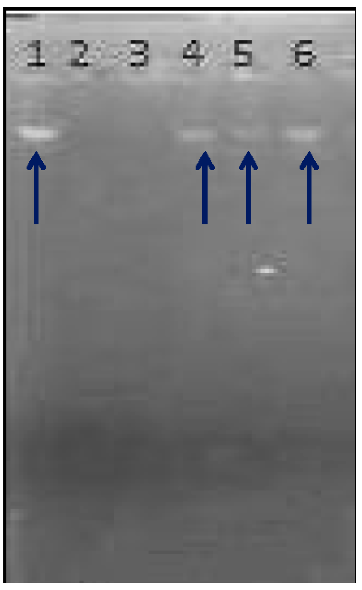 Polymers 13 04251 g008 Polymers 13 04251 g008