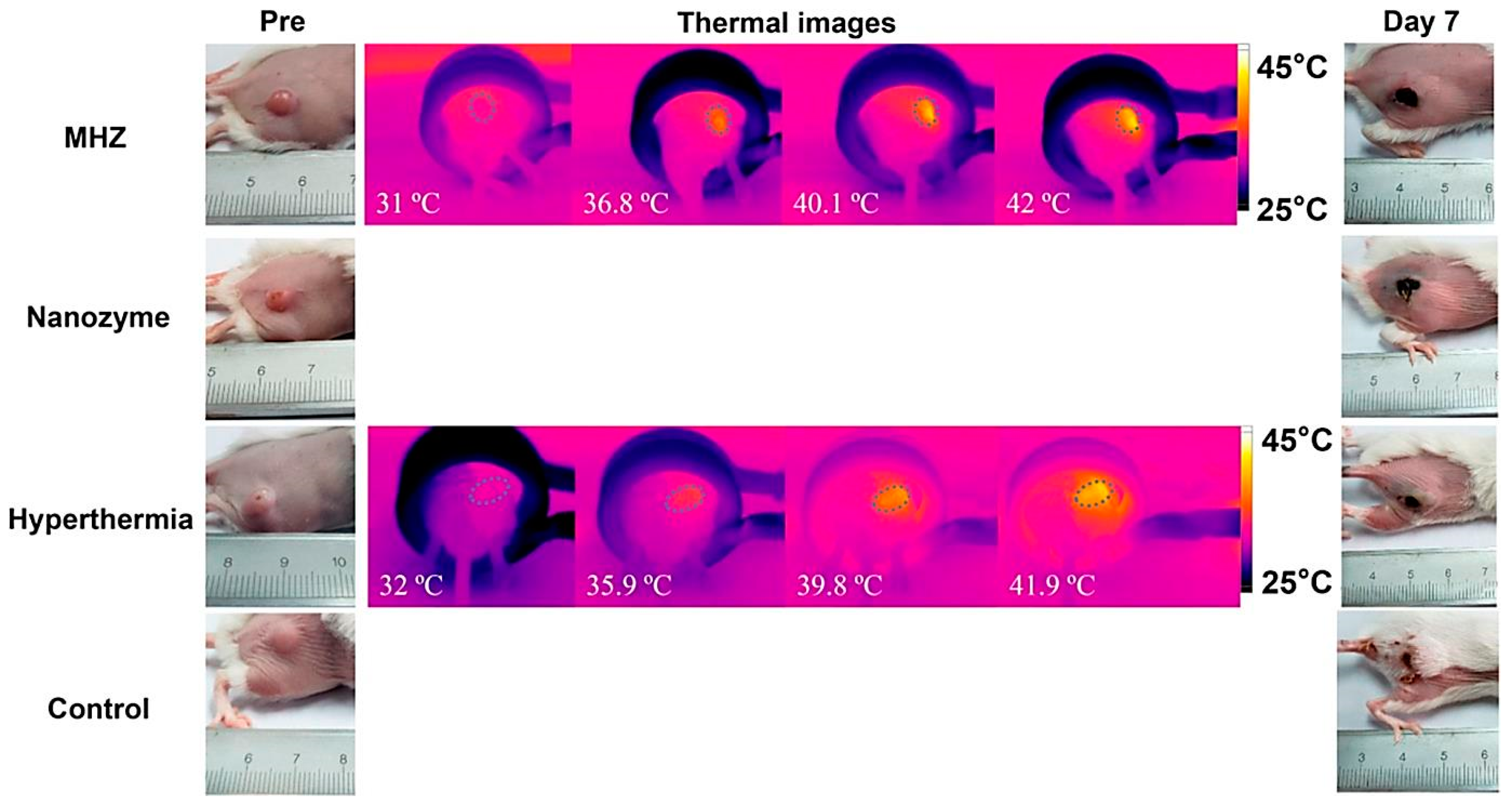 Polymers 13 04259 g008