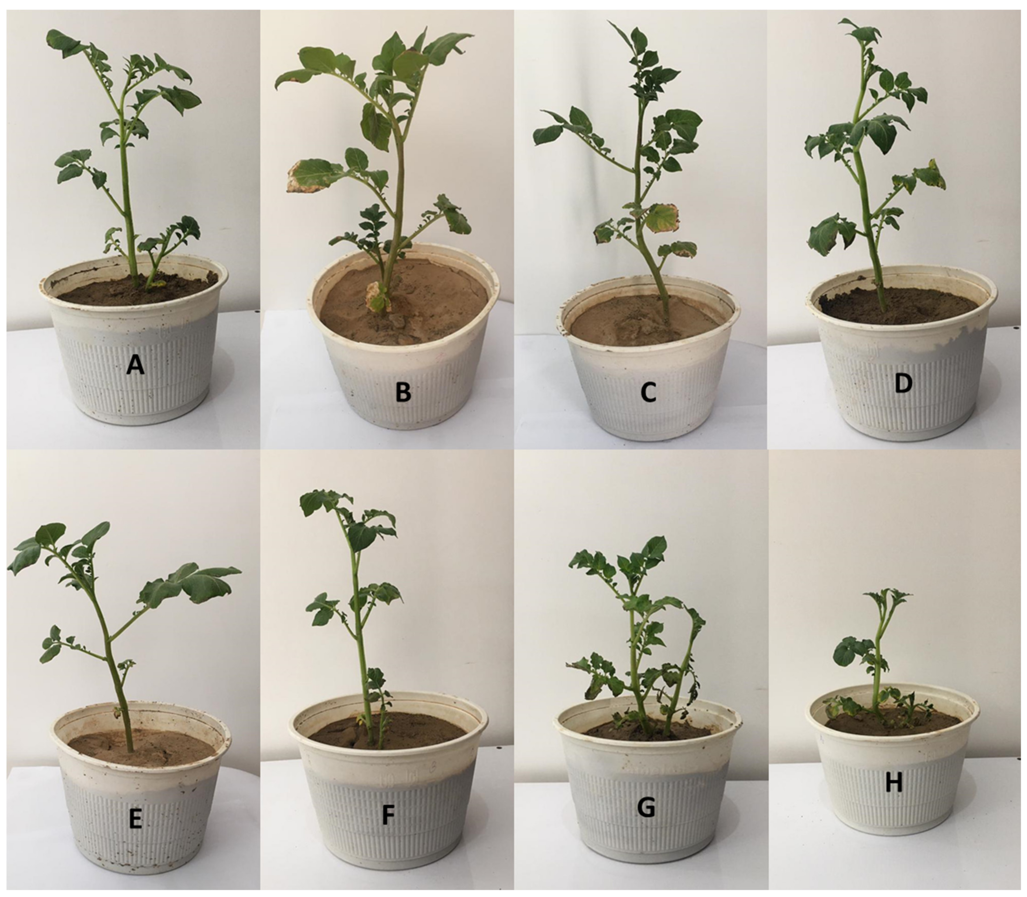 Polymers 13 04269 g004 Polymers 13 04269 g004