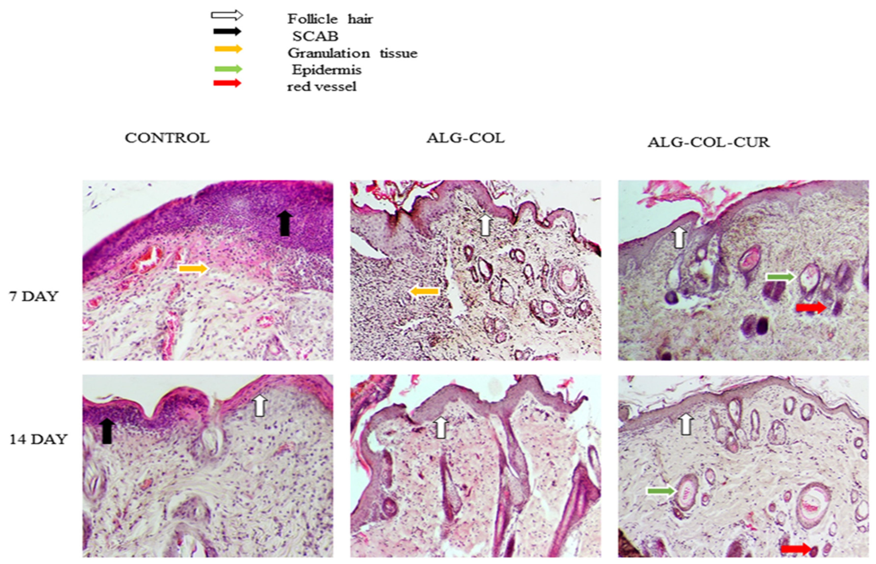 Polymers 13 04291 g005 550