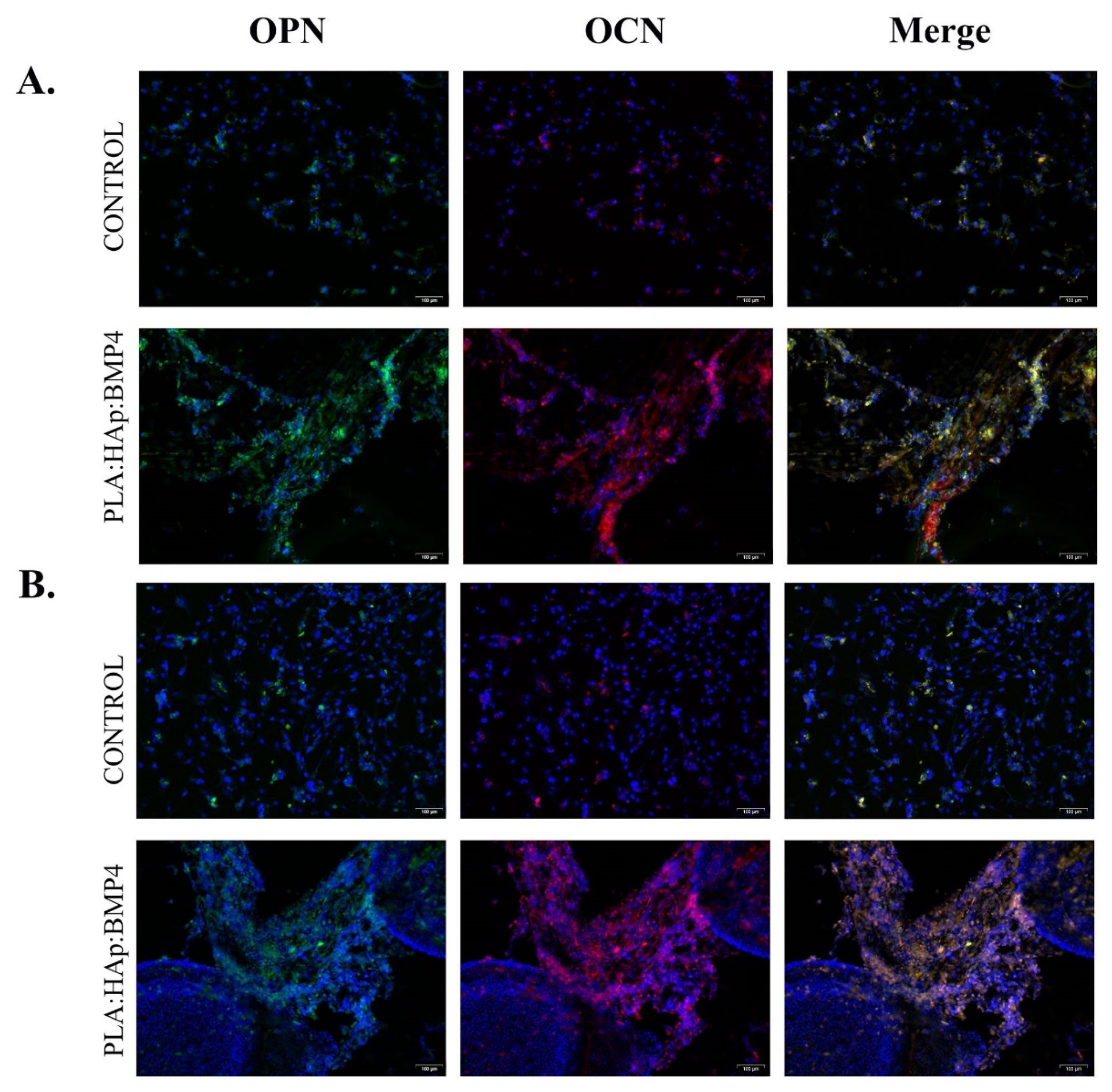 Polymers 13 04303 g011 550