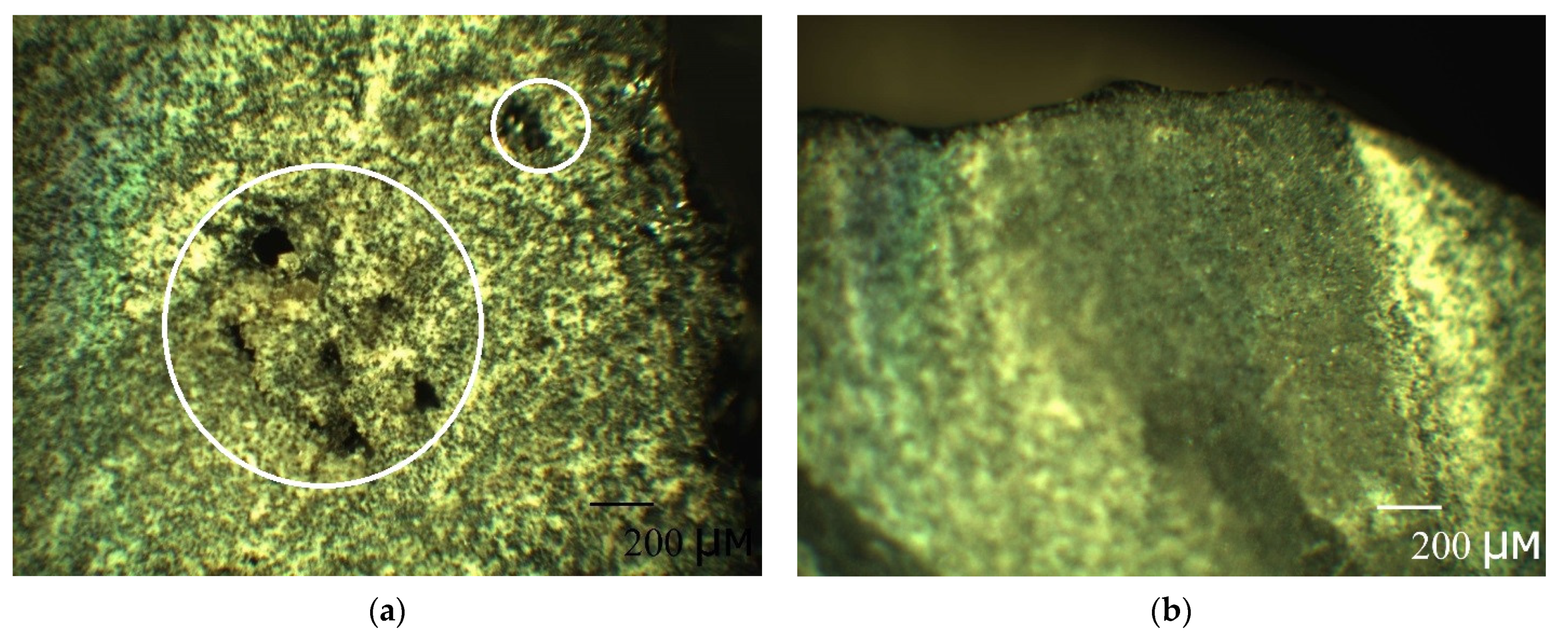 Polymers 13 04325 g008 550