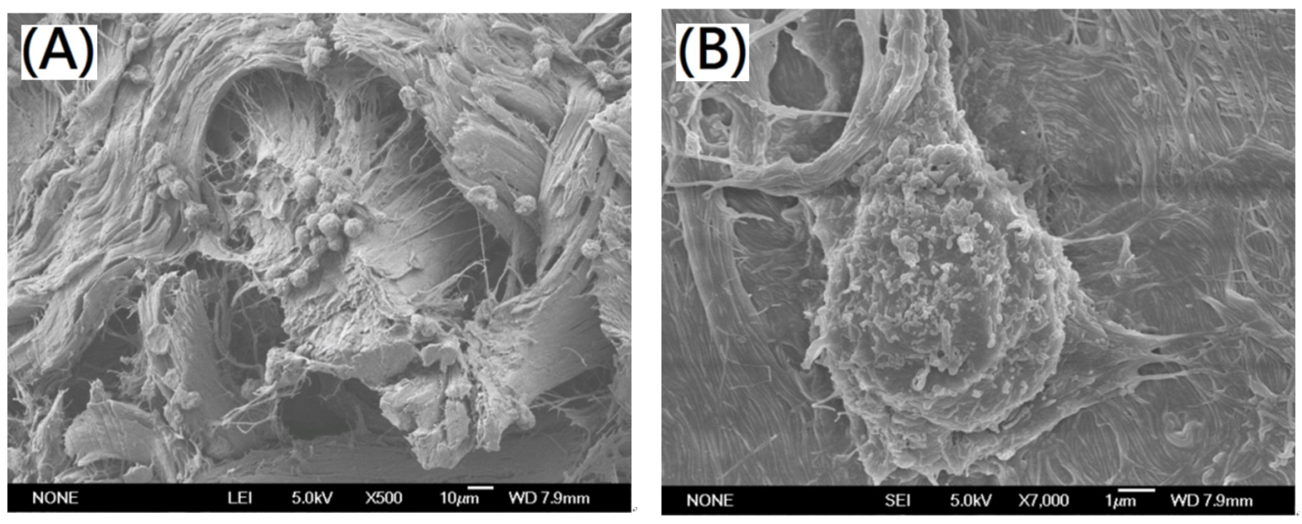 Polymers 13 04326 g009