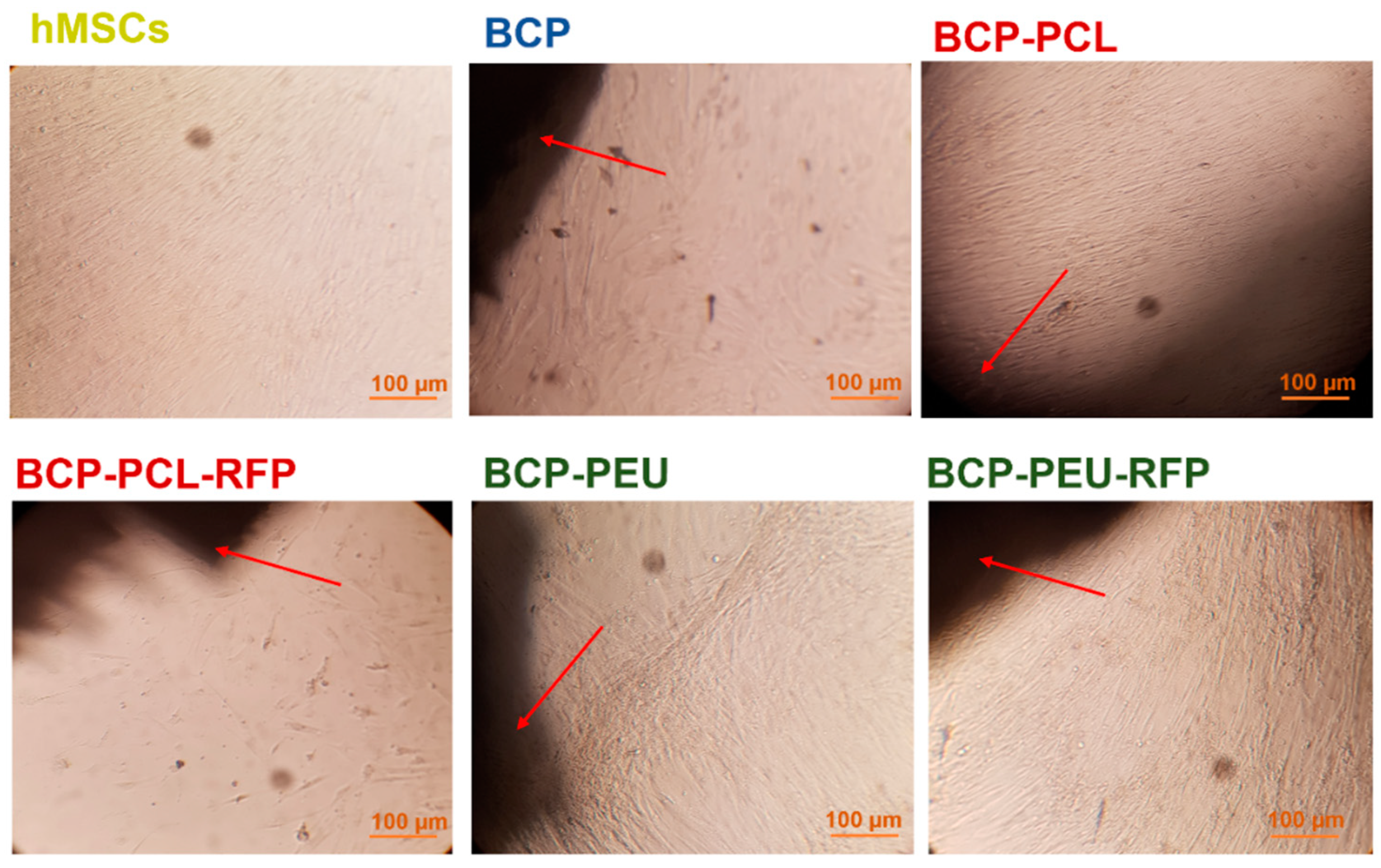 Polymers 13 04378 g005 Polymers 13 04378 g005