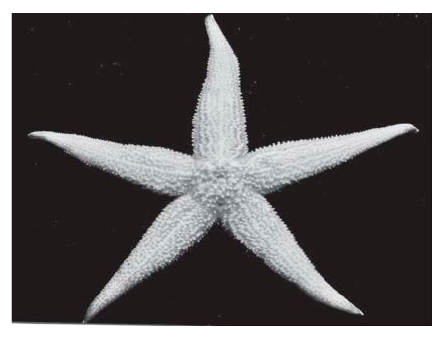 Polymers 13 04388 g001 550