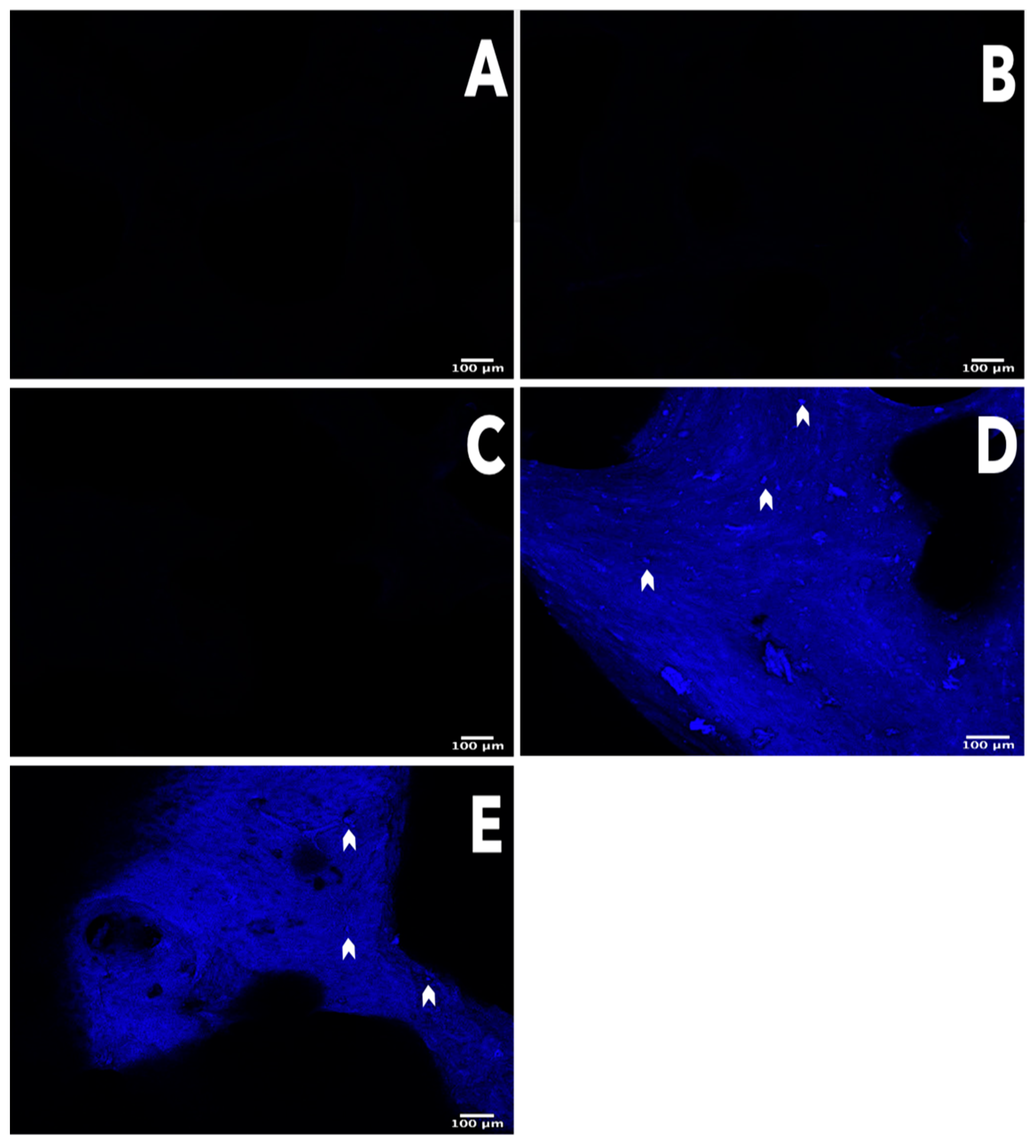 Polymers 13 04390 g001