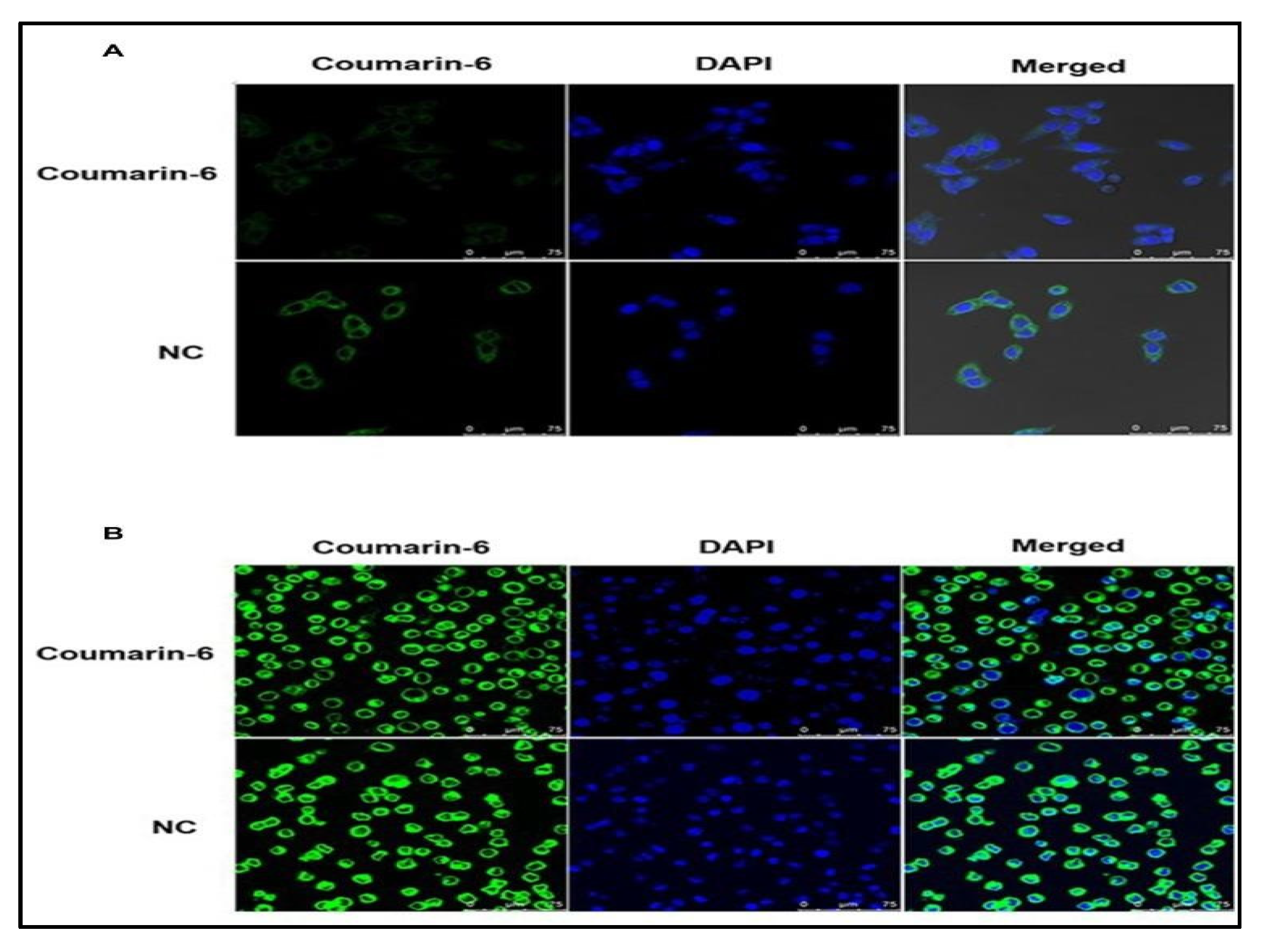 Polymers 13 04400 g003 Polymers 13 04400 g003