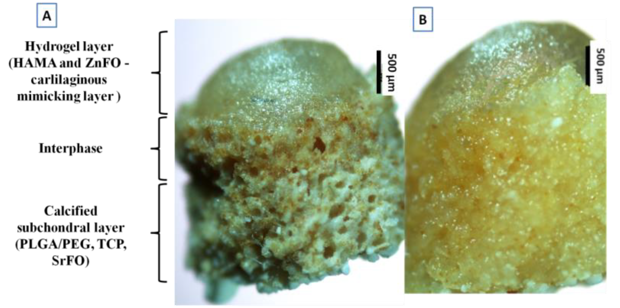 Polymers 14 00012 g002