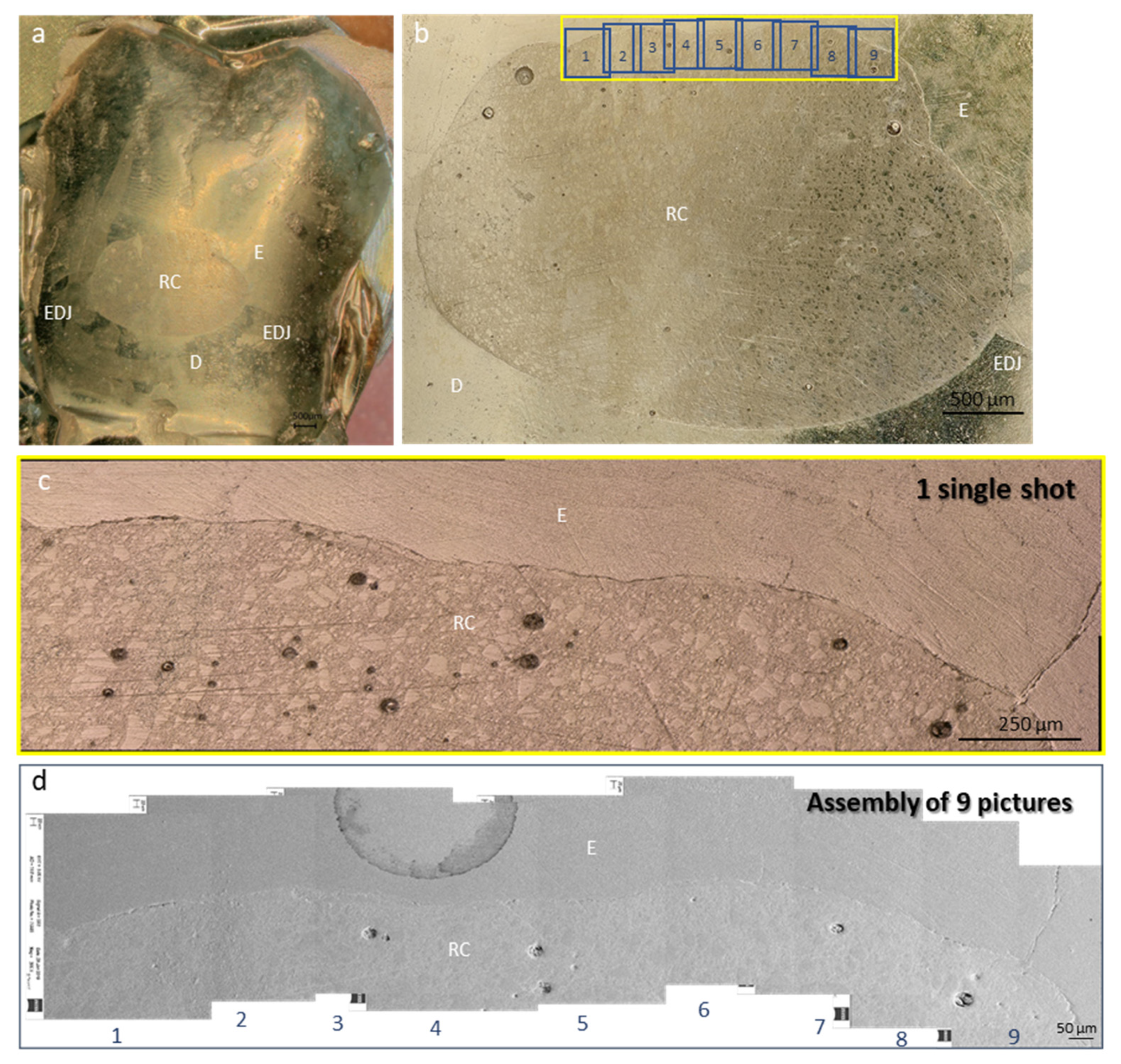 Polymers 14 00083 g001 550