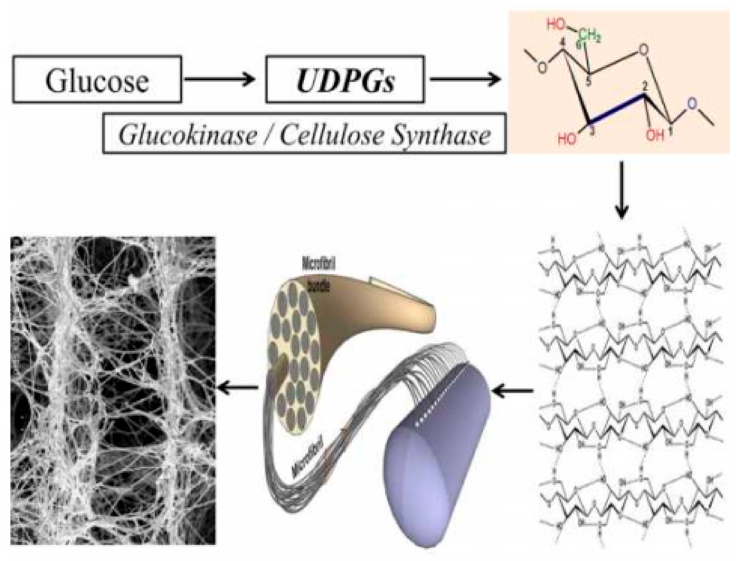 Polymers 14 00092 g004 Polymers 14 00092 g004