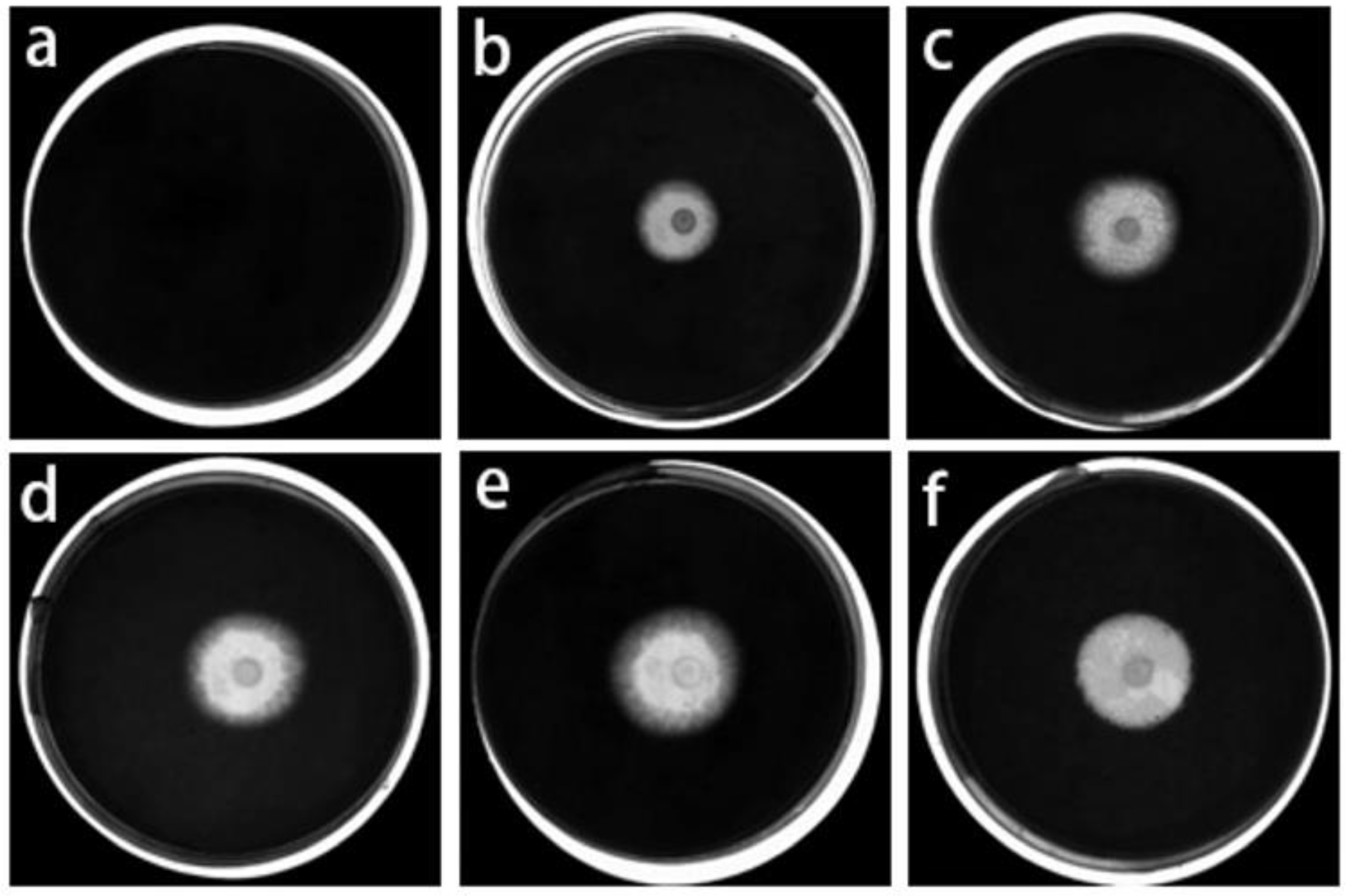 Polymers 14 00213 g010