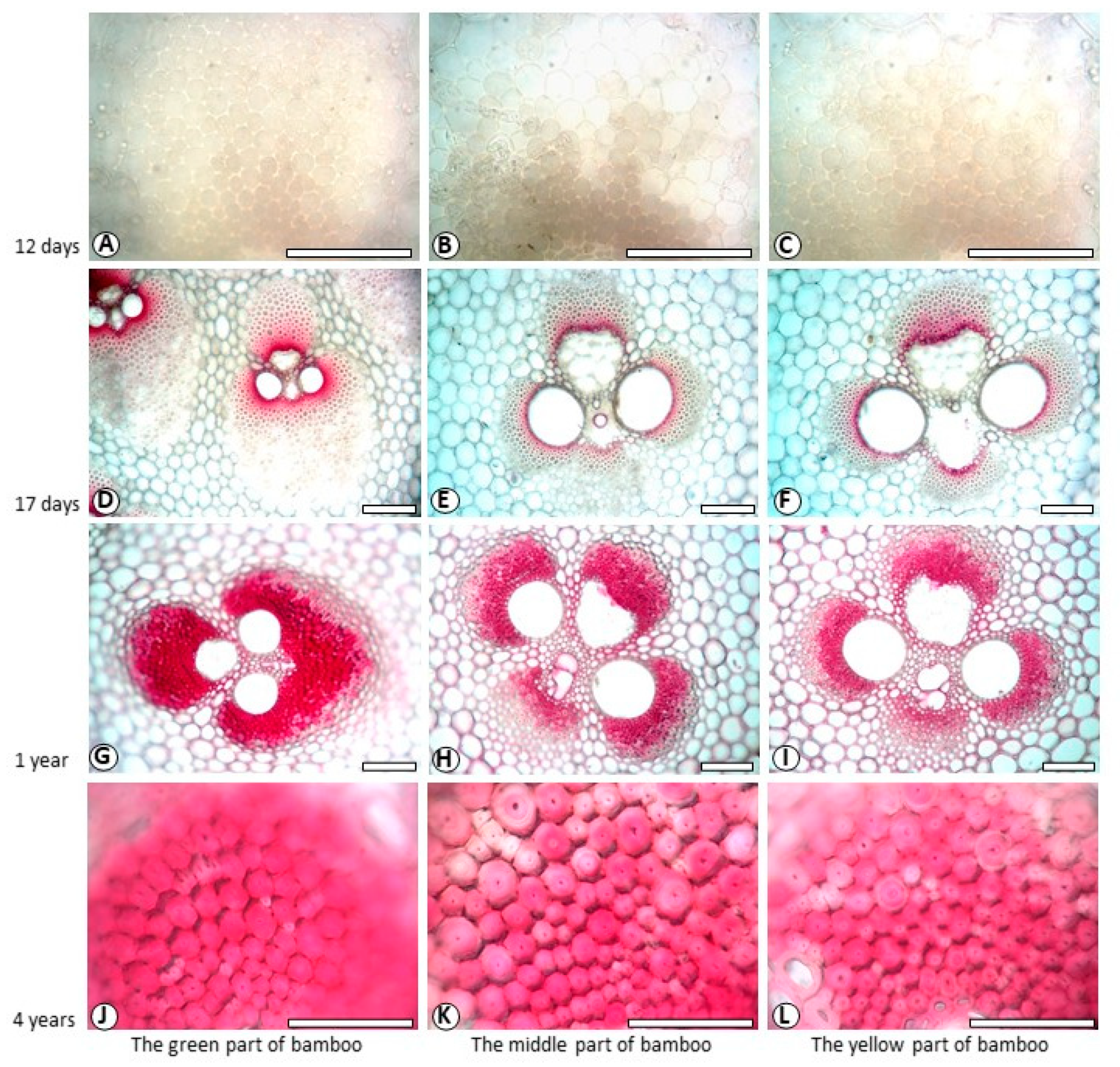 Polymers 14 00312 g004