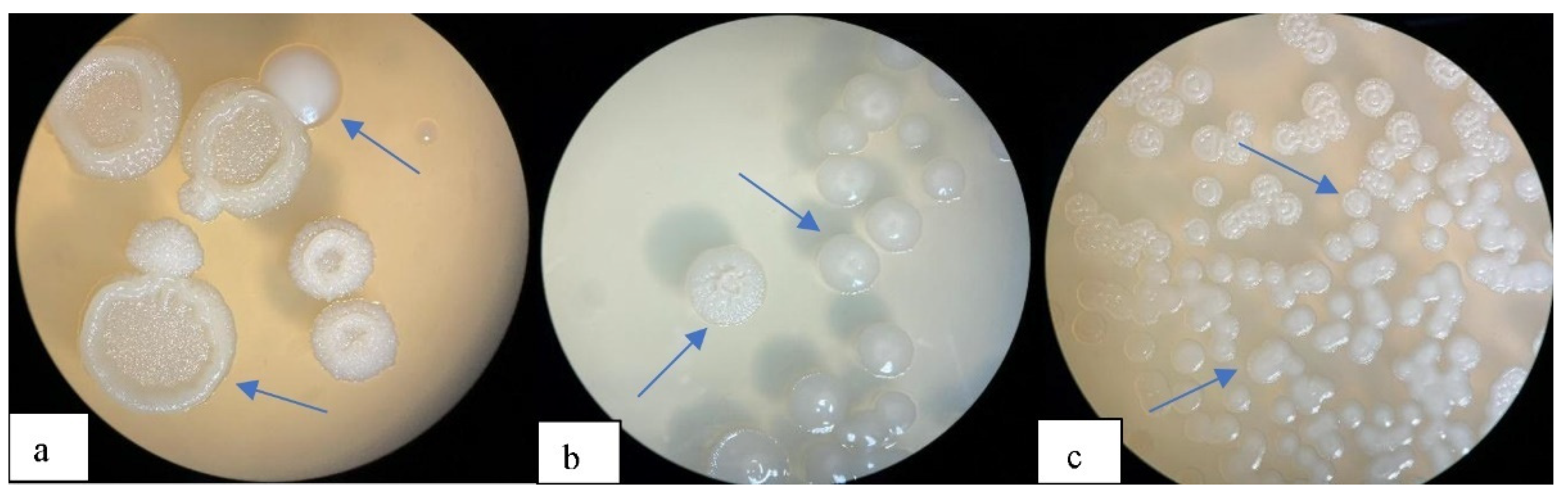 Polymers 14 00335 g001