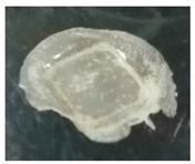 Polymers 14 00415 i004