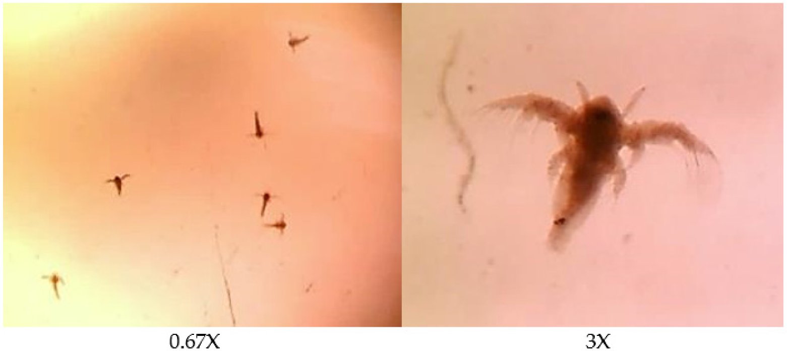 Polymers 14 00428 g002