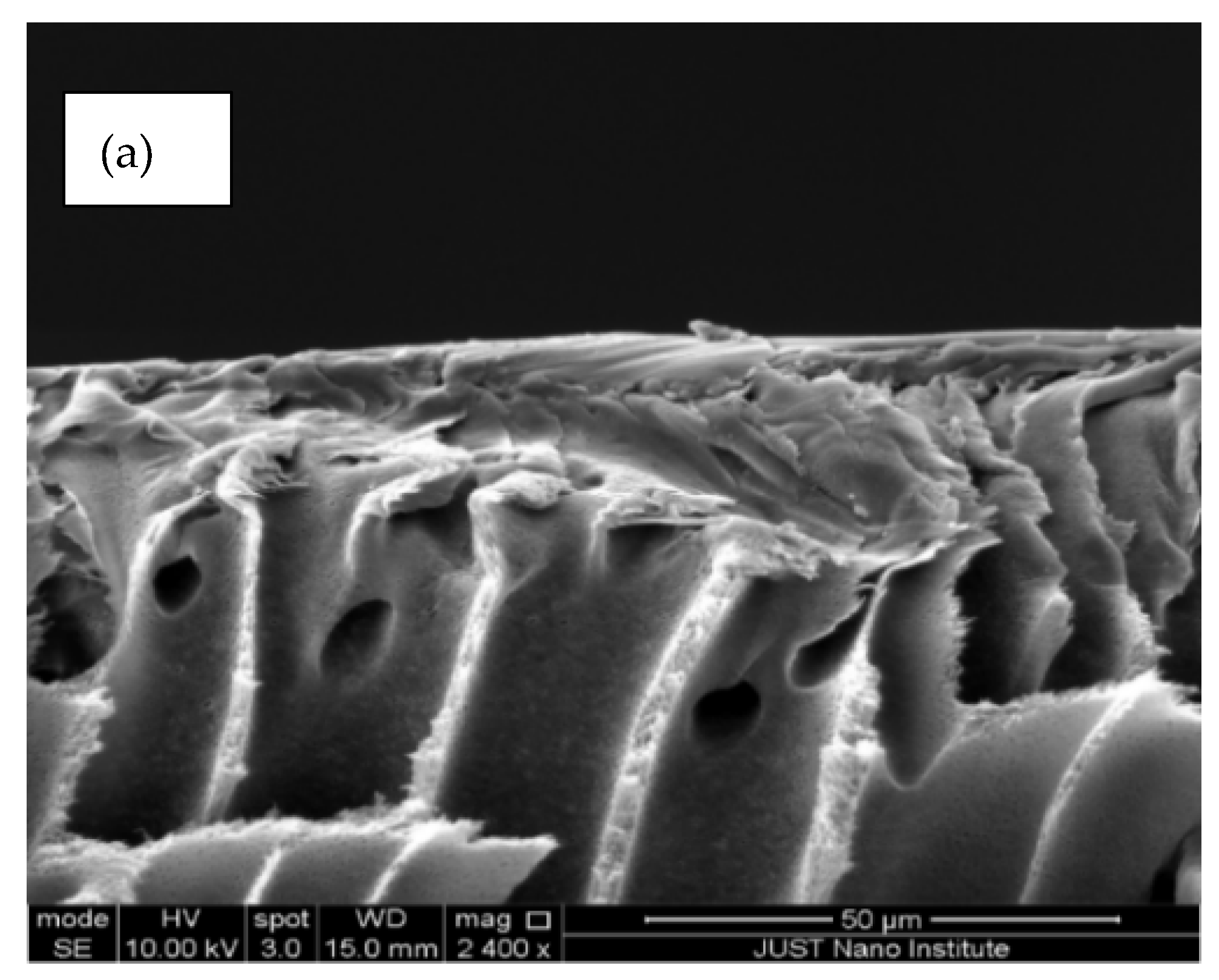 Polymers 14 00457 g006a Polymers 14 00457 g006a