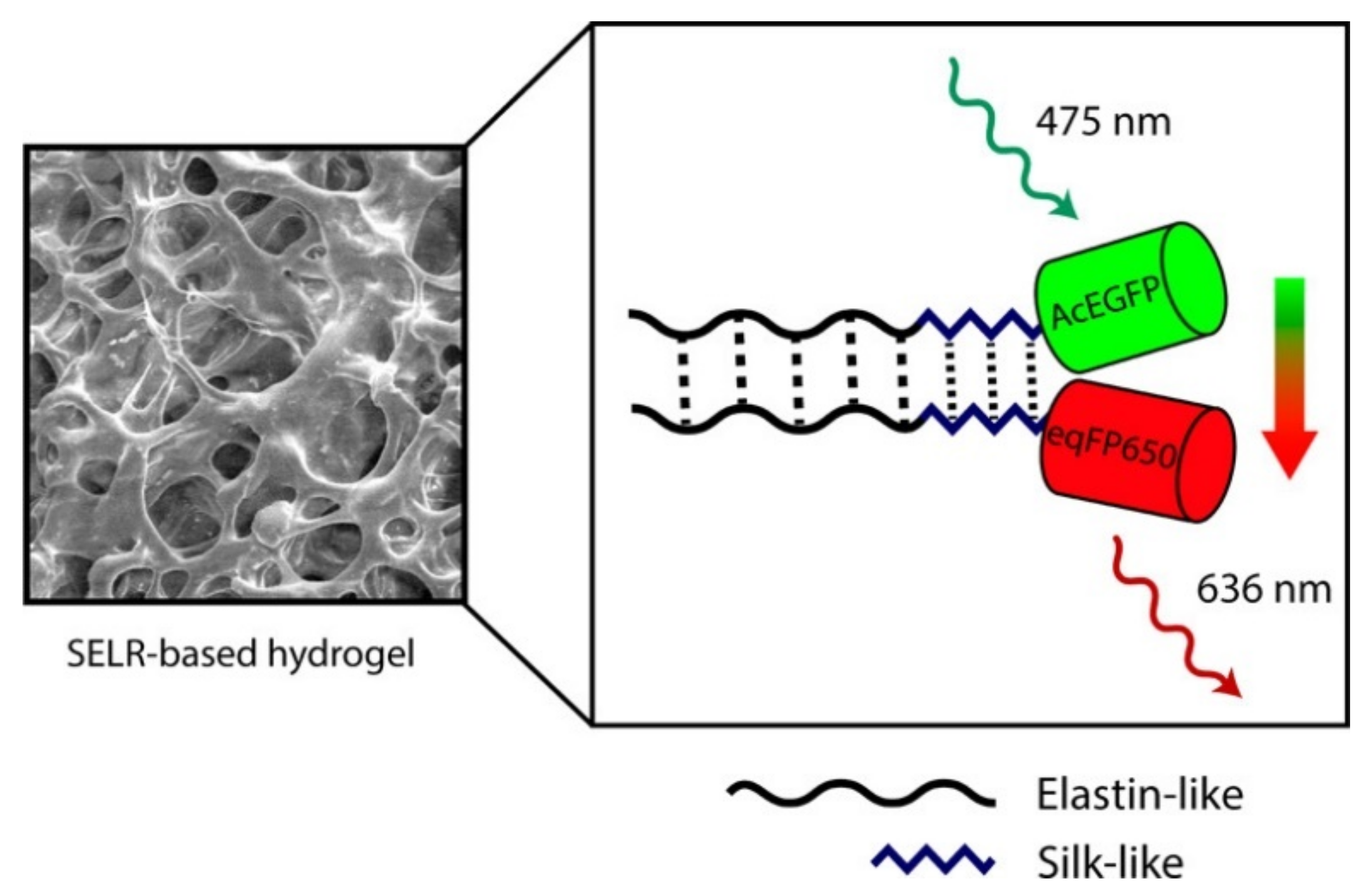 Polymers 14 00580 g003