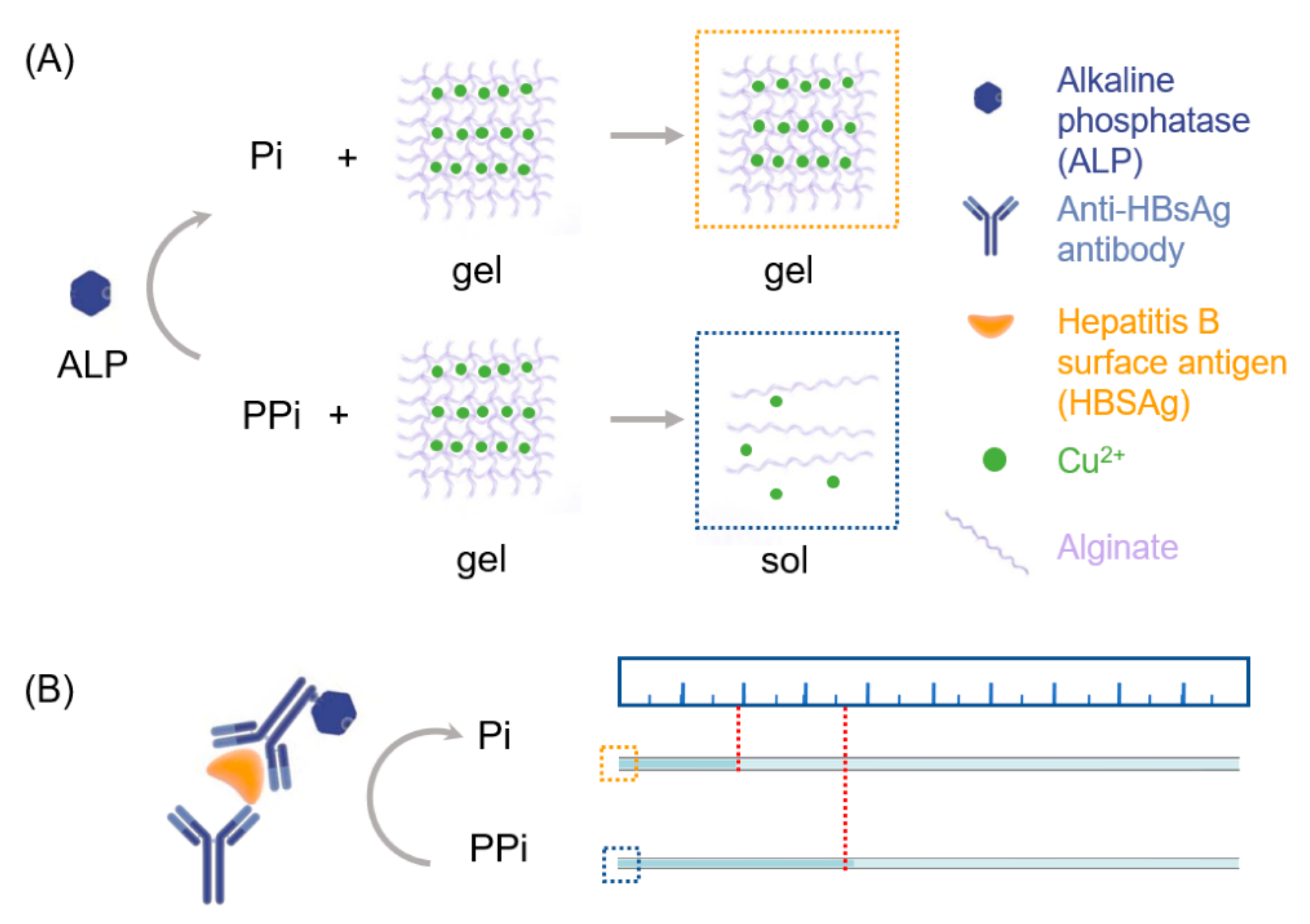 Polymers 14 00580 g006