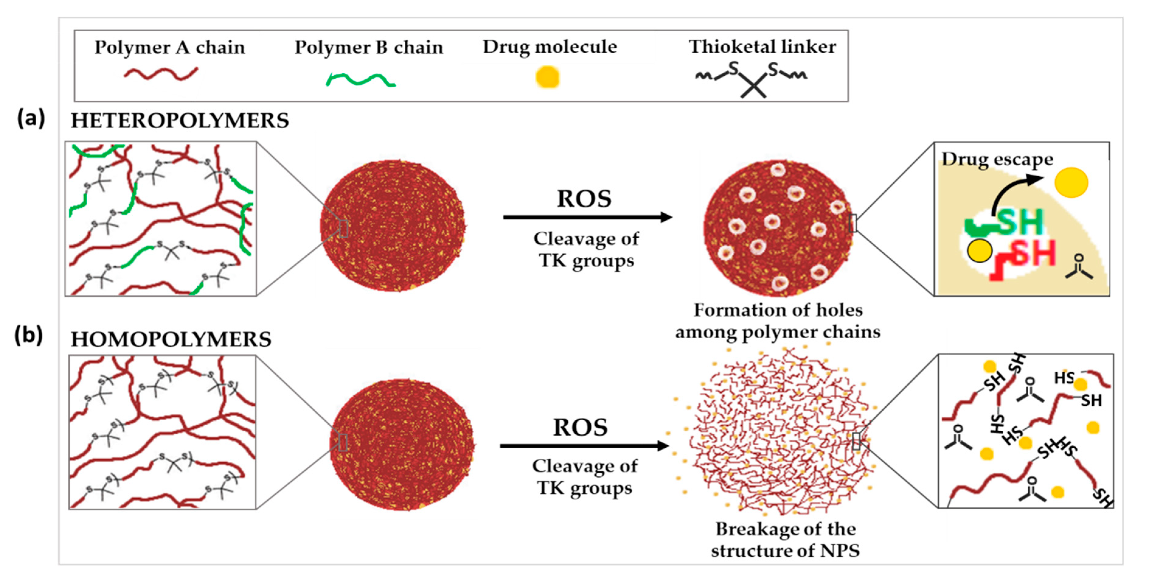 Polymers | Free Full-Text | Applications of the ROS-Responsive Thioketal  Linker for the Production of Smart Nanomedicines
