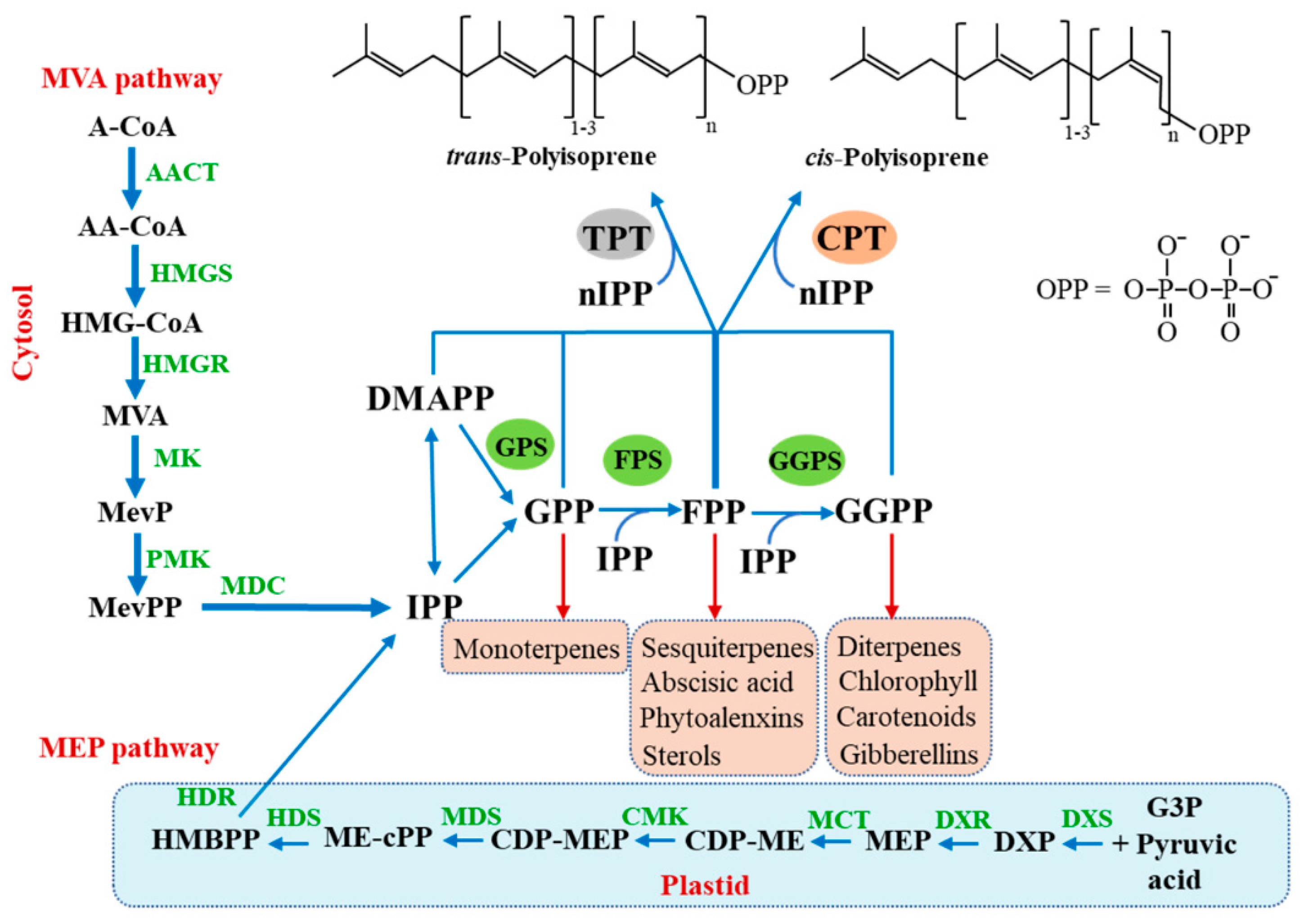 Polymers 14 00764 g001