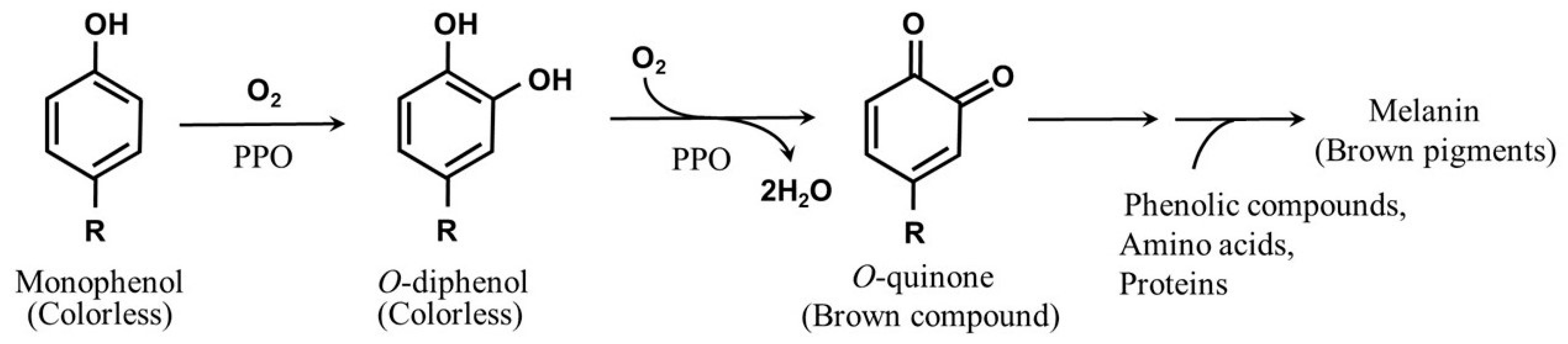 Polymers 14 00764 g003