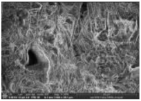 Polymers 14 00772 i021