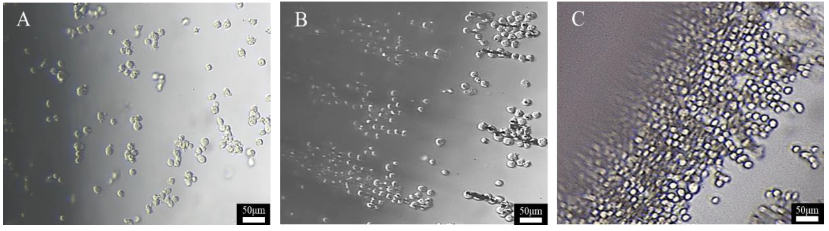 Polymers 14 00809 g004 550
