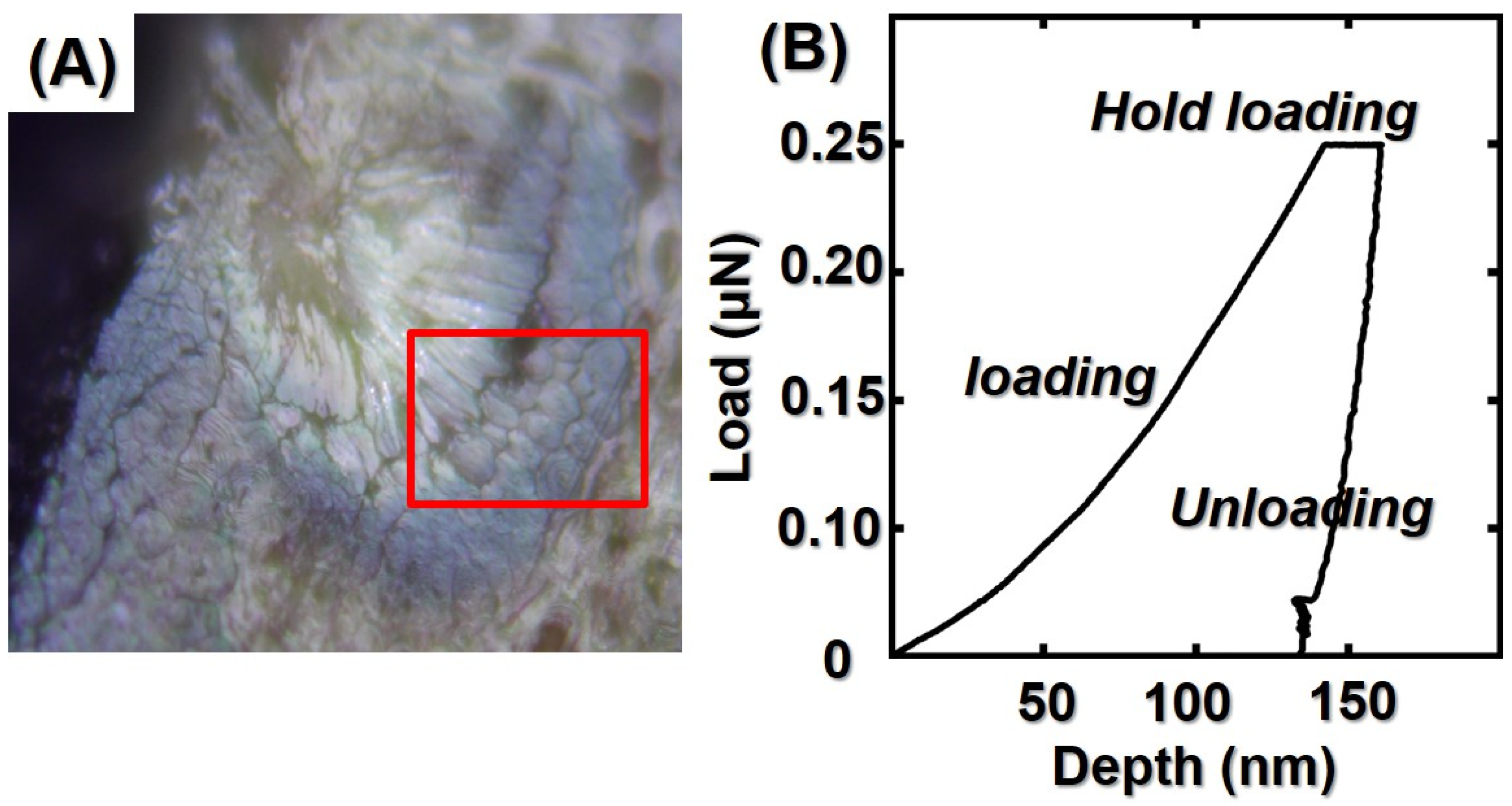 Study on Bamboo Longitudinal Flattening Technology
