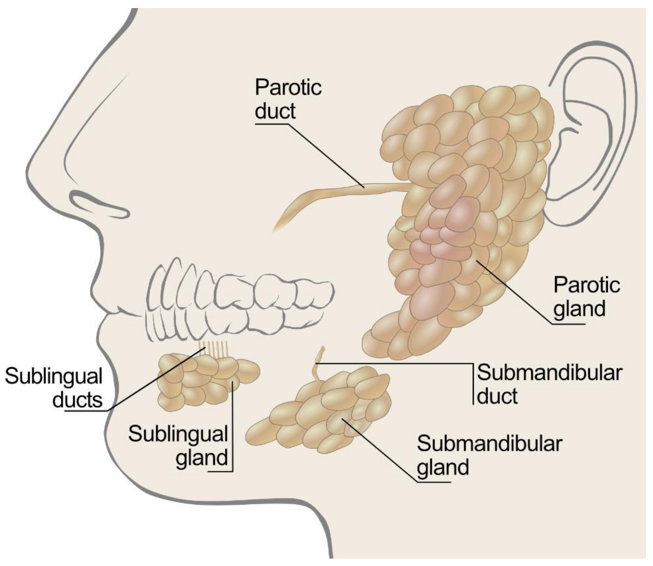 Polymers Free Full Text A Review On Xerostomia And Its Various Management Strategies The Role Of Advanced Polymeric Materials In The Treatment Approaches