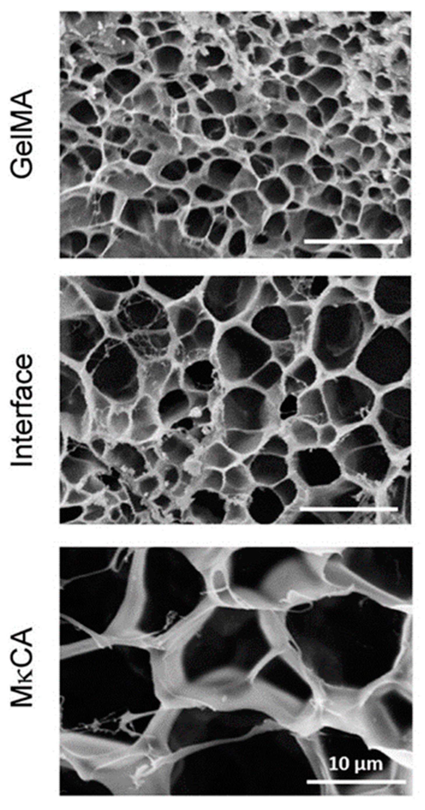 Polymers 14 00866 g005 550