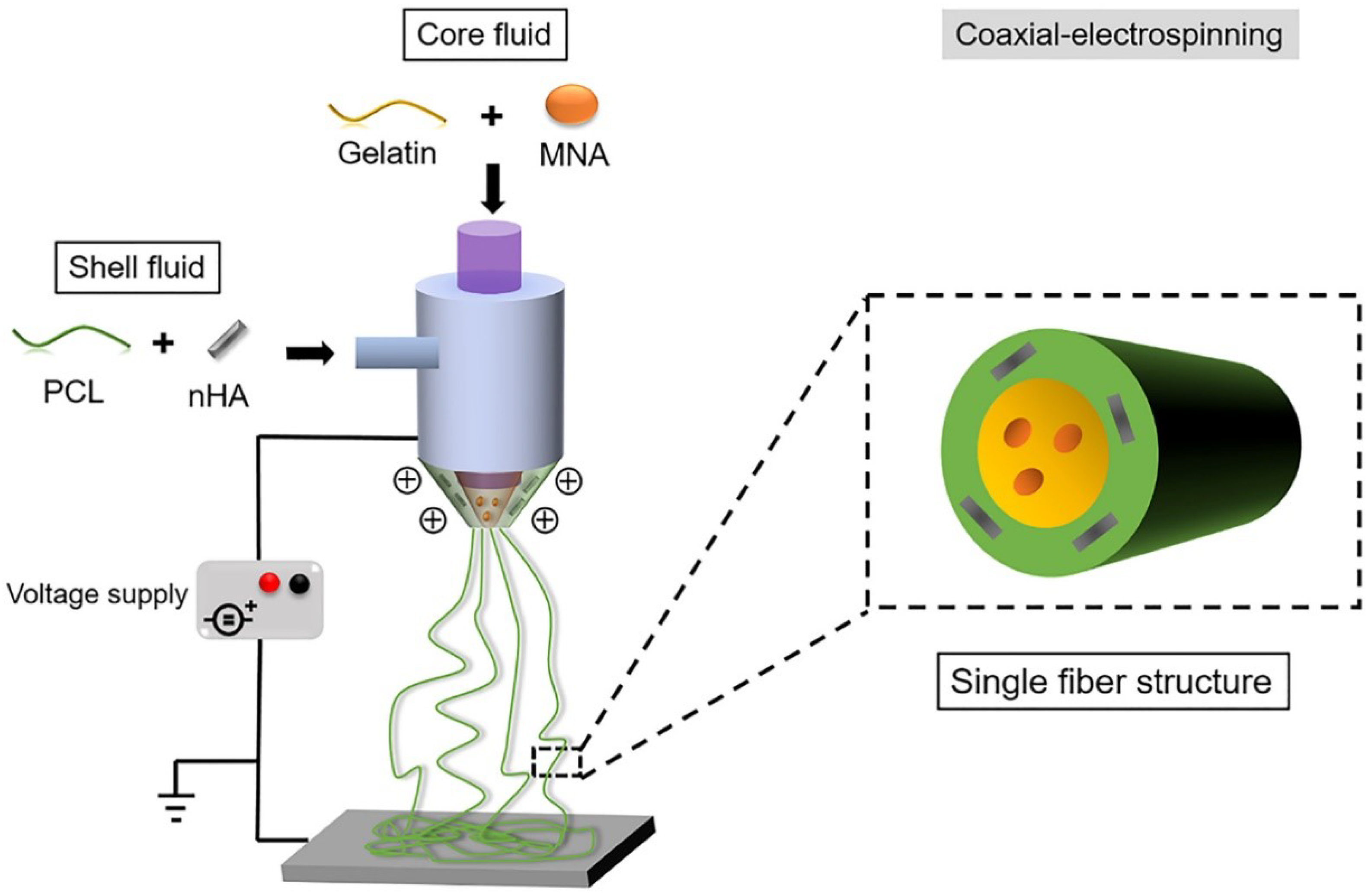Polymers 14 00871 g004
