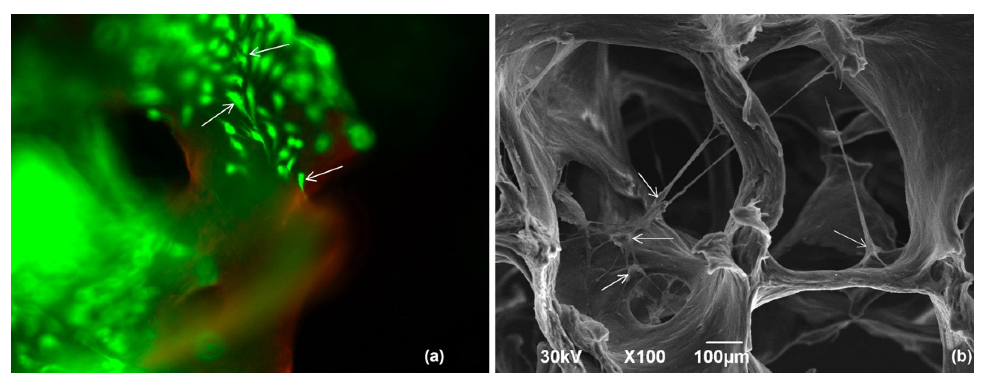 Polymers 14 00941 g007