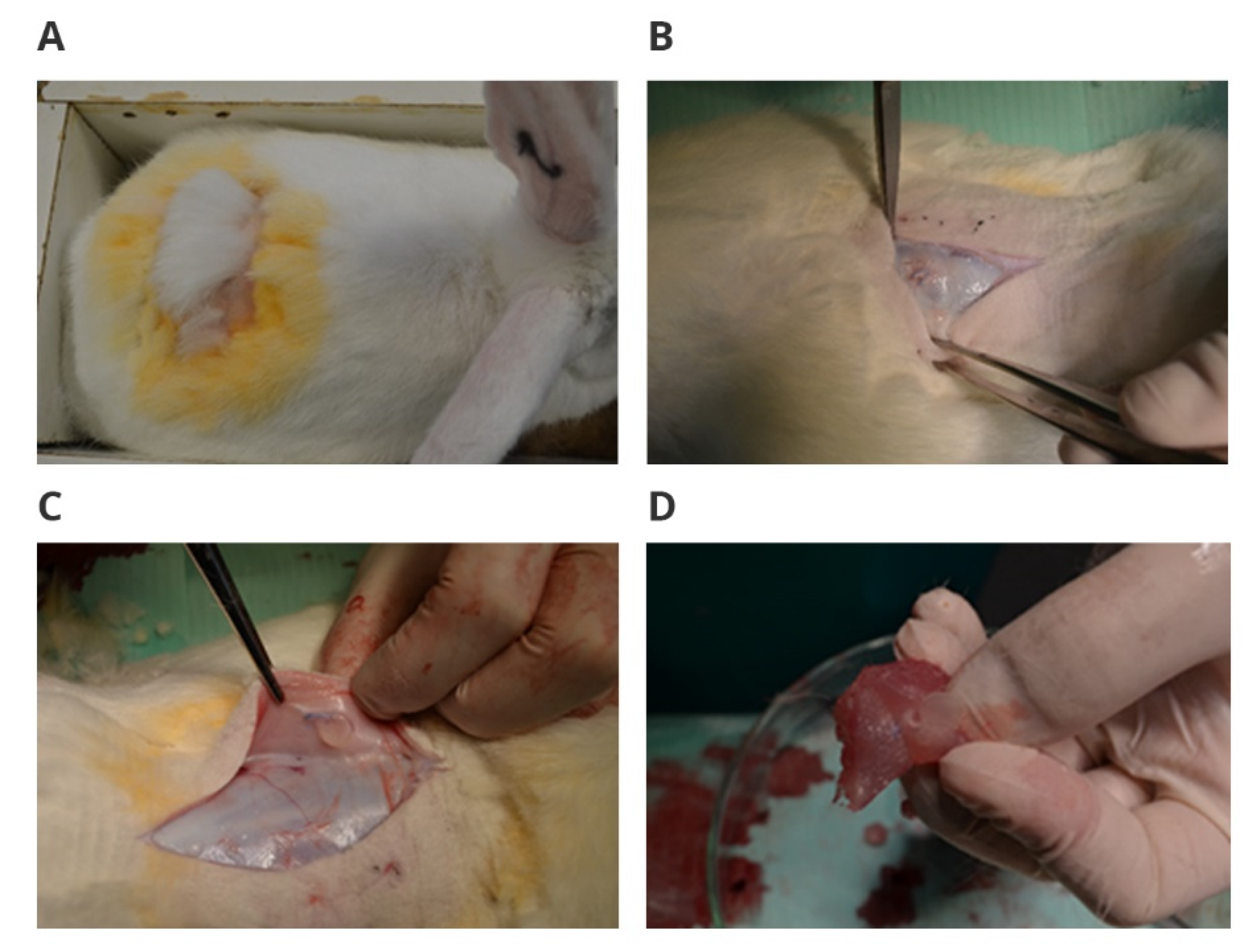 Polymers 14 01002 g001 550