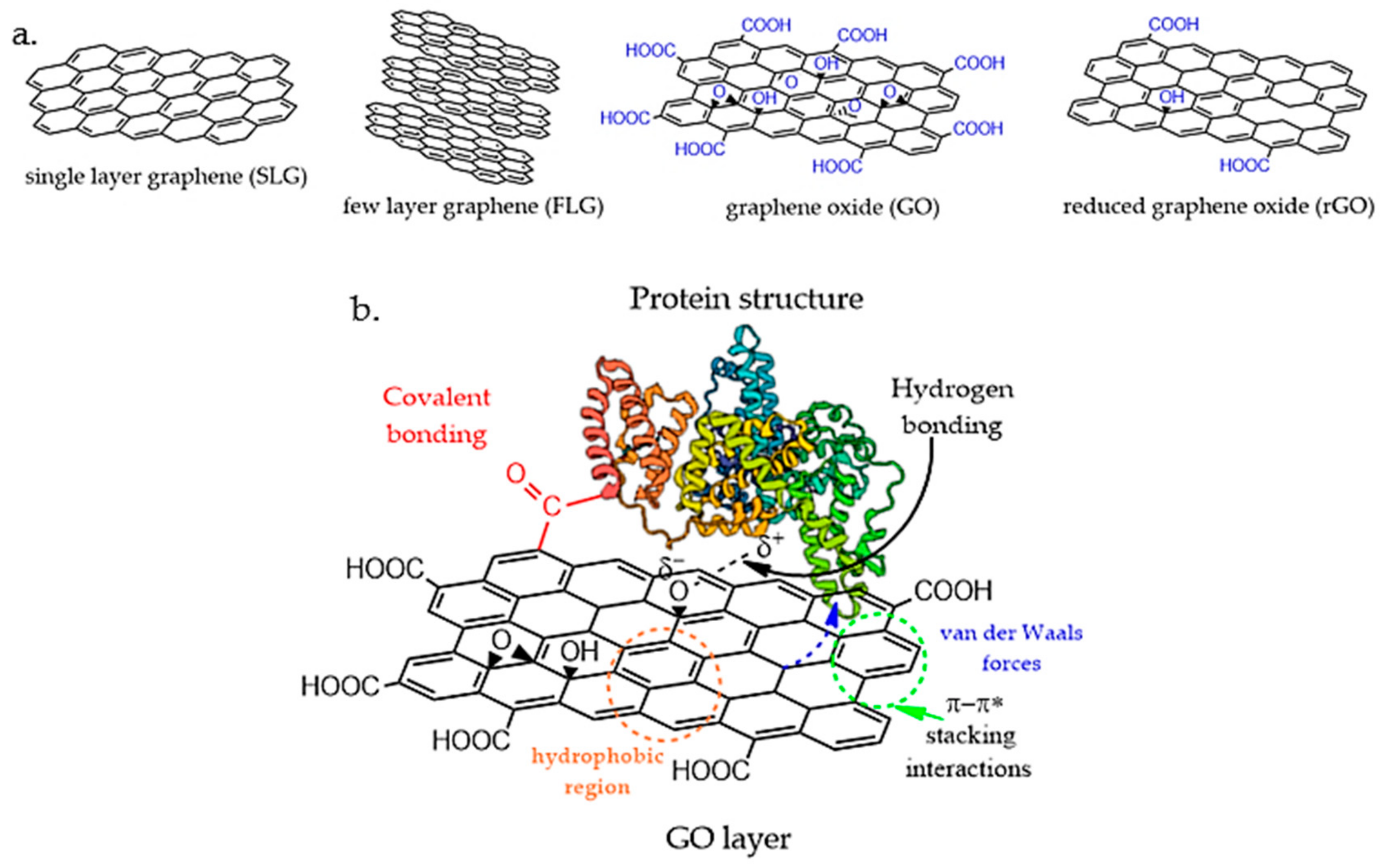 Graphene Oxide Structure