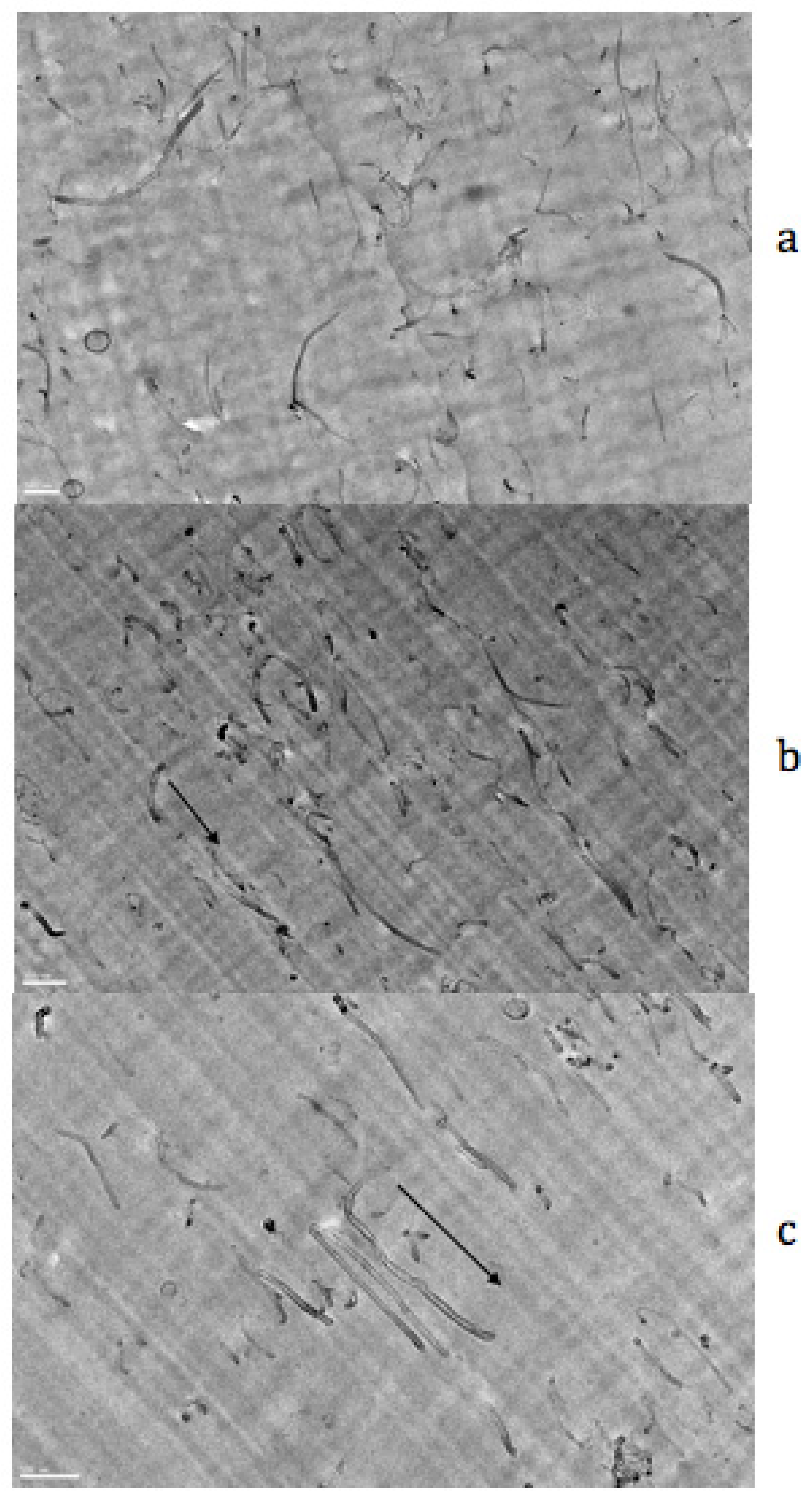 Polymers 14 01257 g011