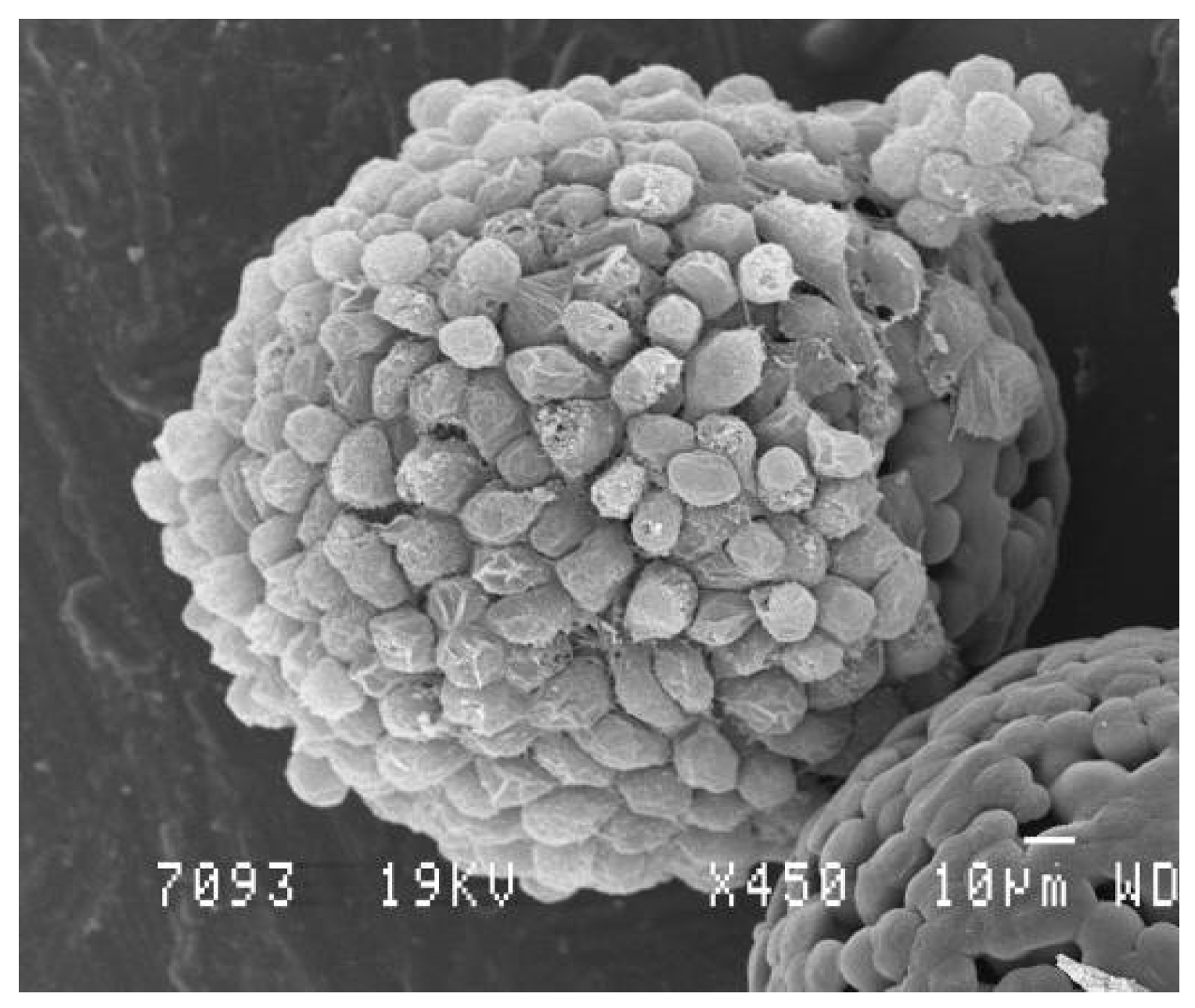 Polymers 14 01314 g004 Polymers 14 01314 g004