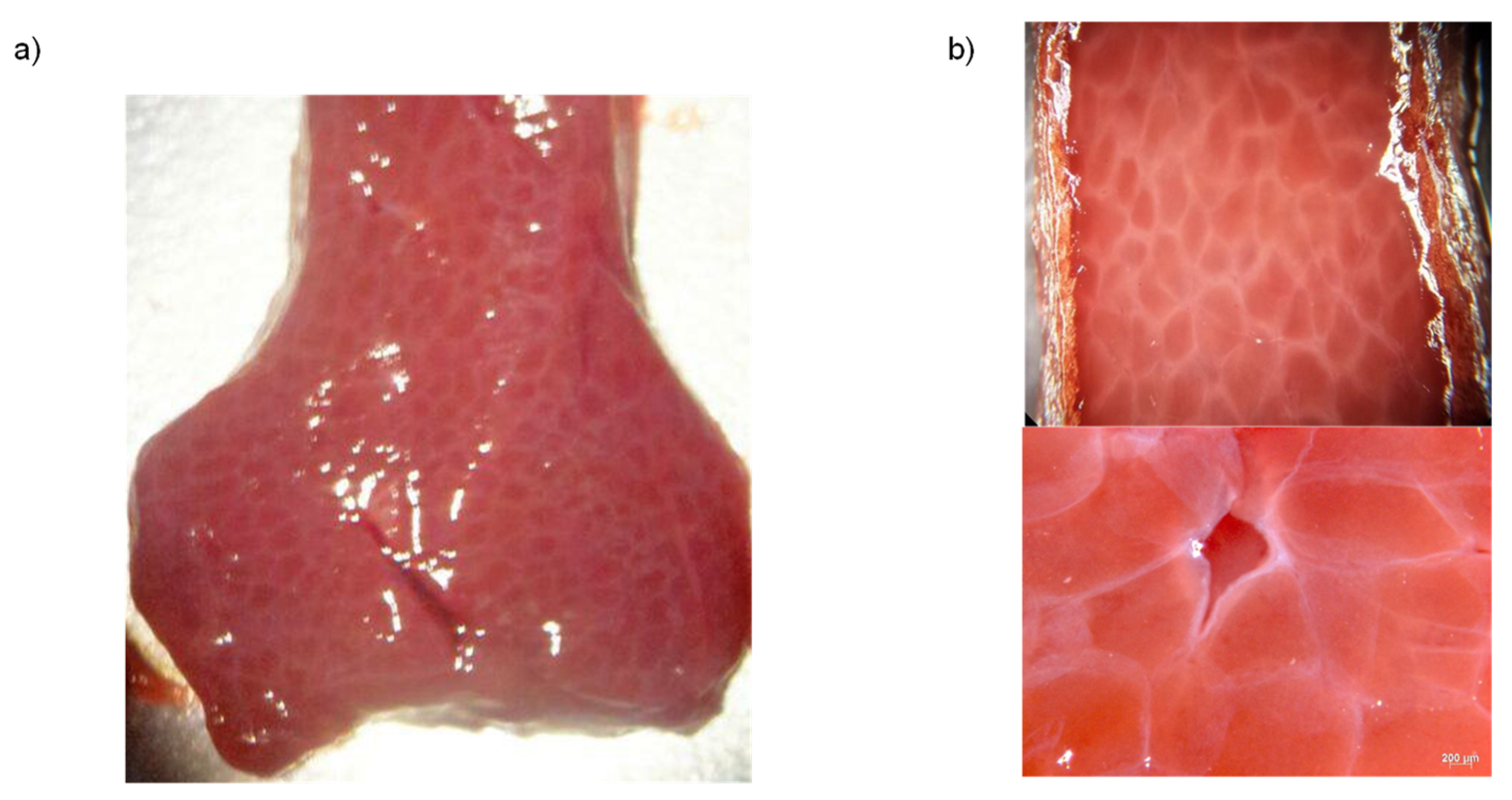 Polymers 14 01407 g002 550