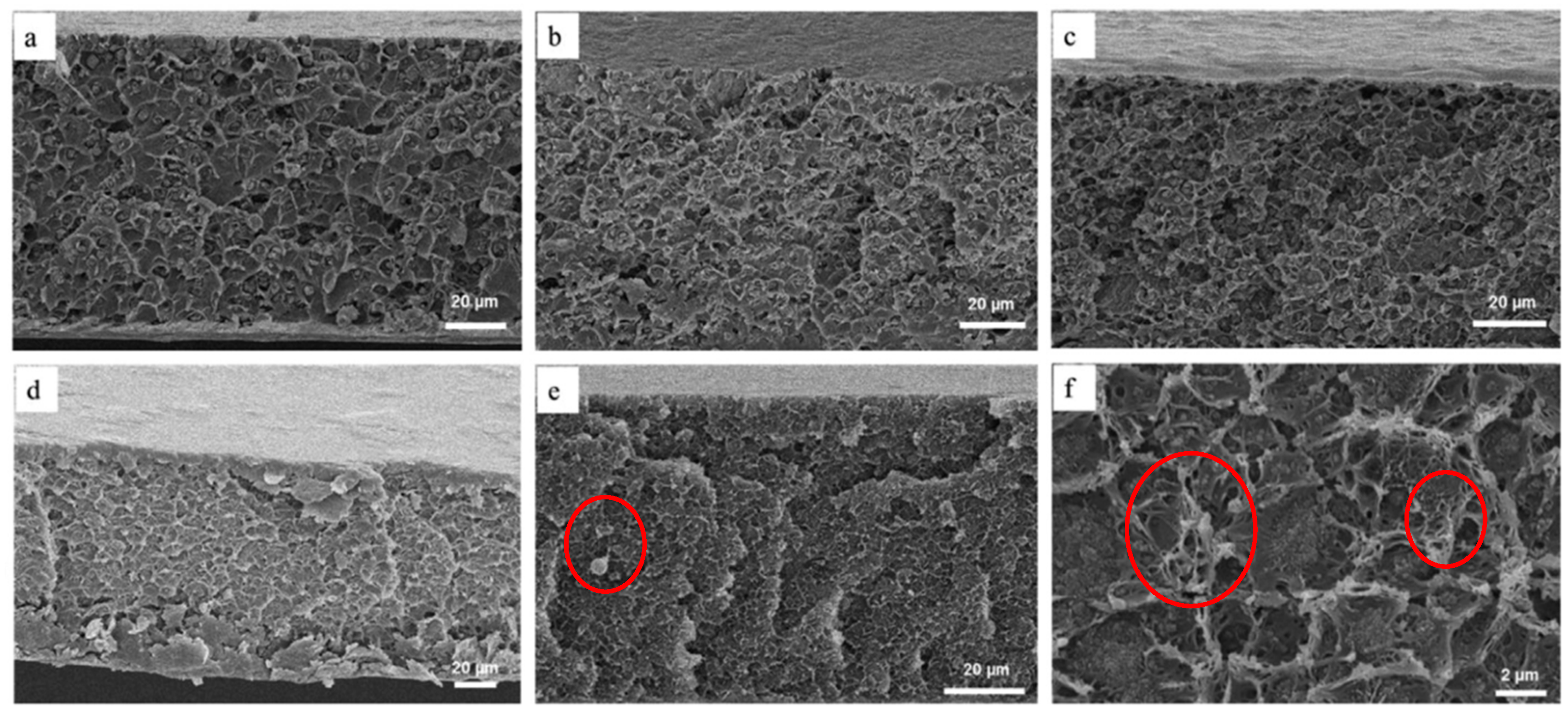Polymers 14 01408 g003