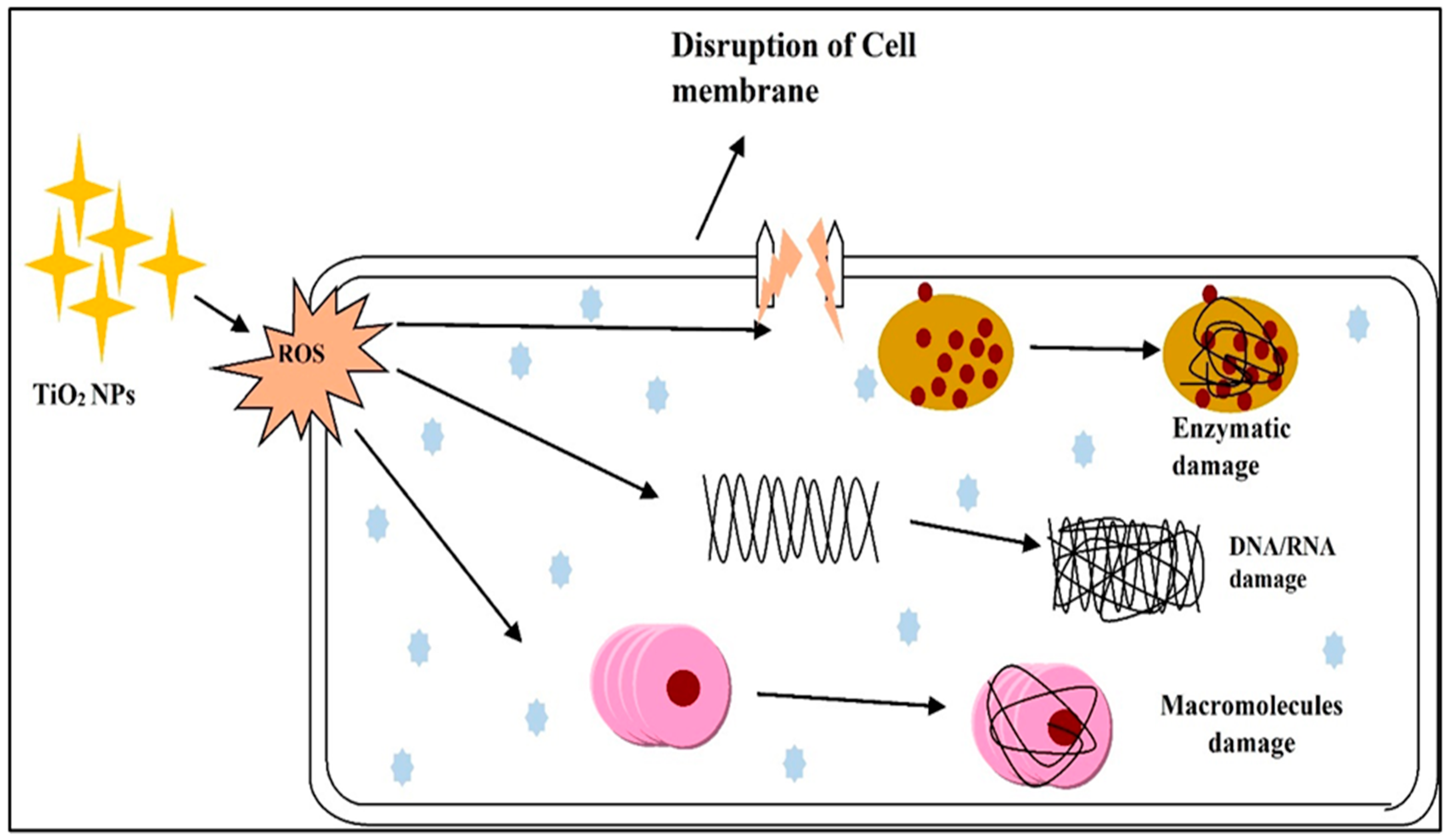 Polymers 14 01444 g008