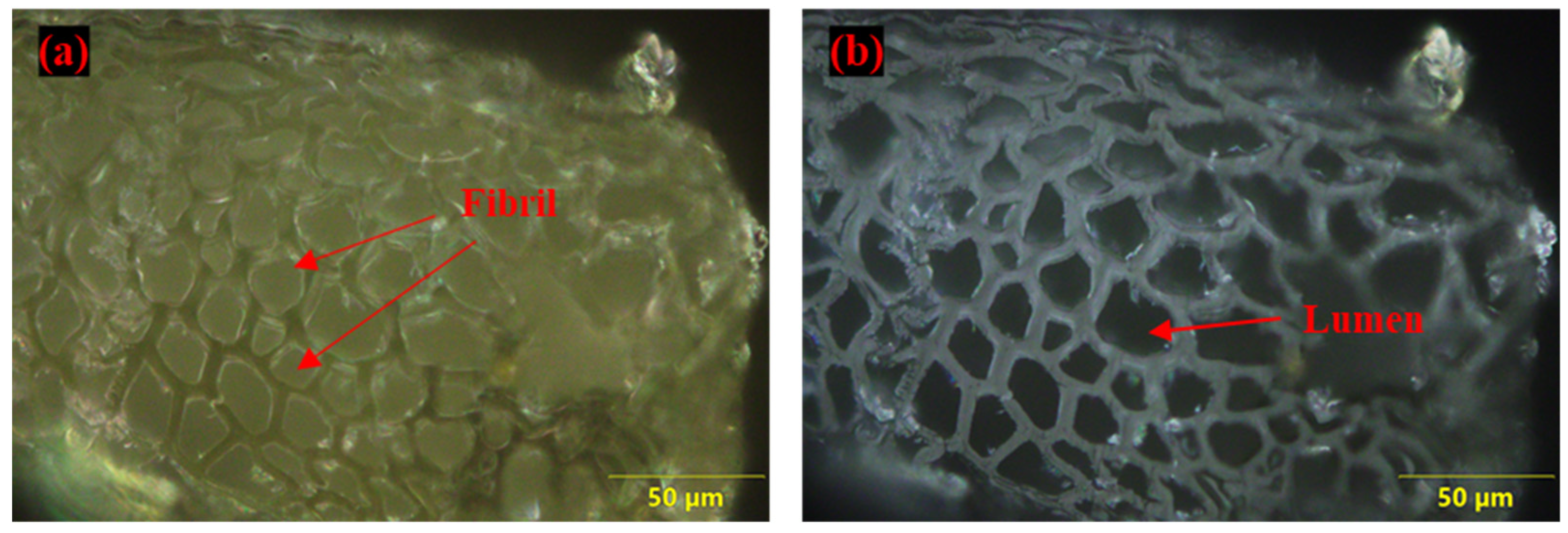 Polymers 14 01476 g009 550