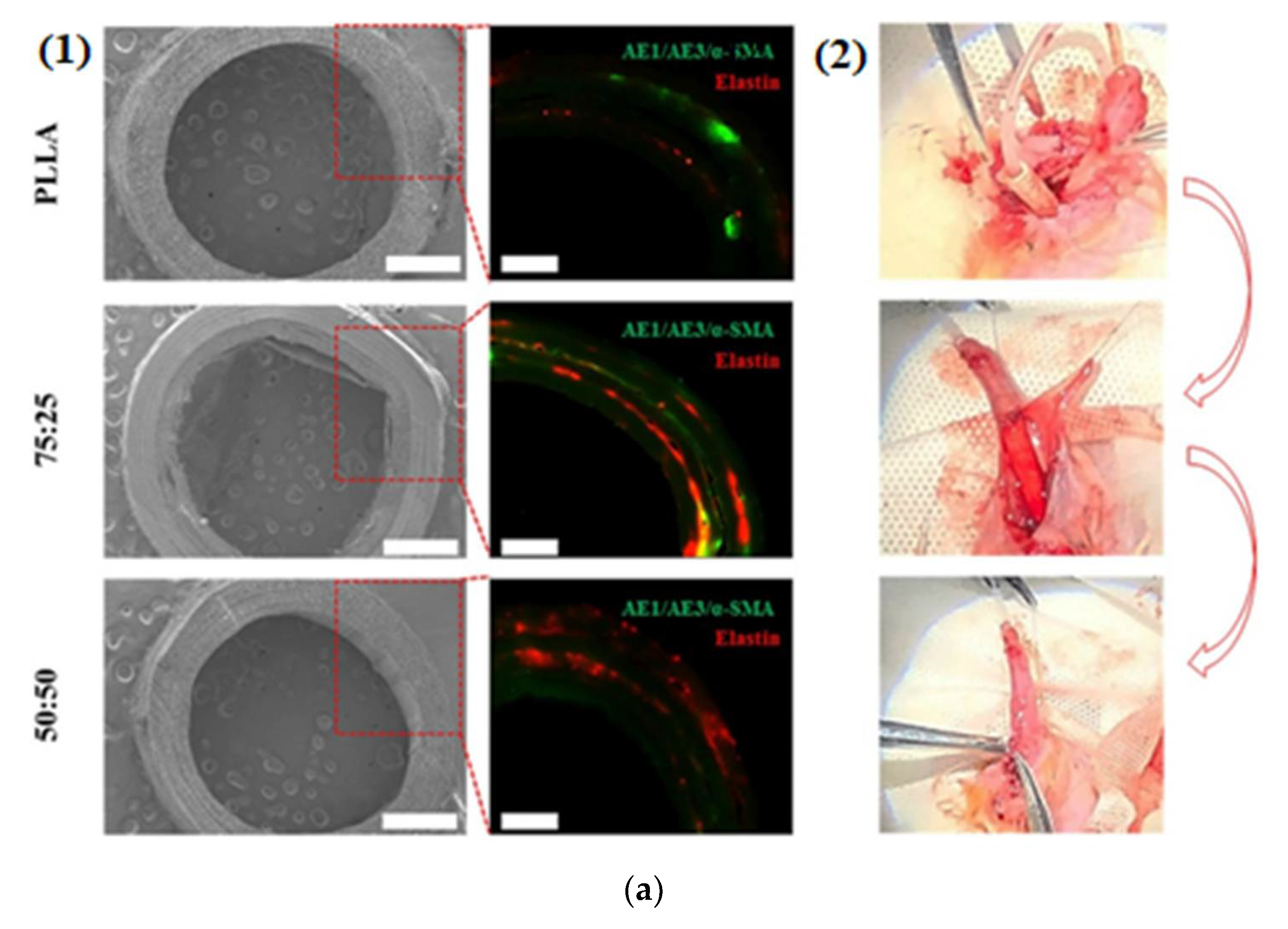 Polymers 14 01508 g006a 550