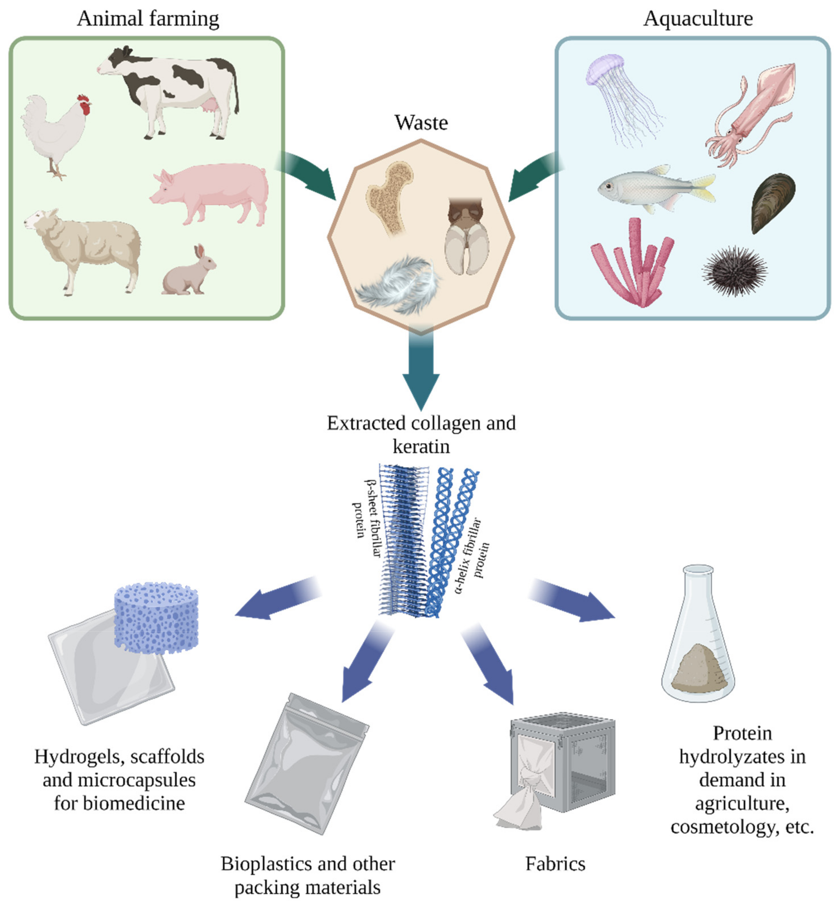 Polymers | Free Full-Text | Sustainable Applications of Animal Waste  Proteins