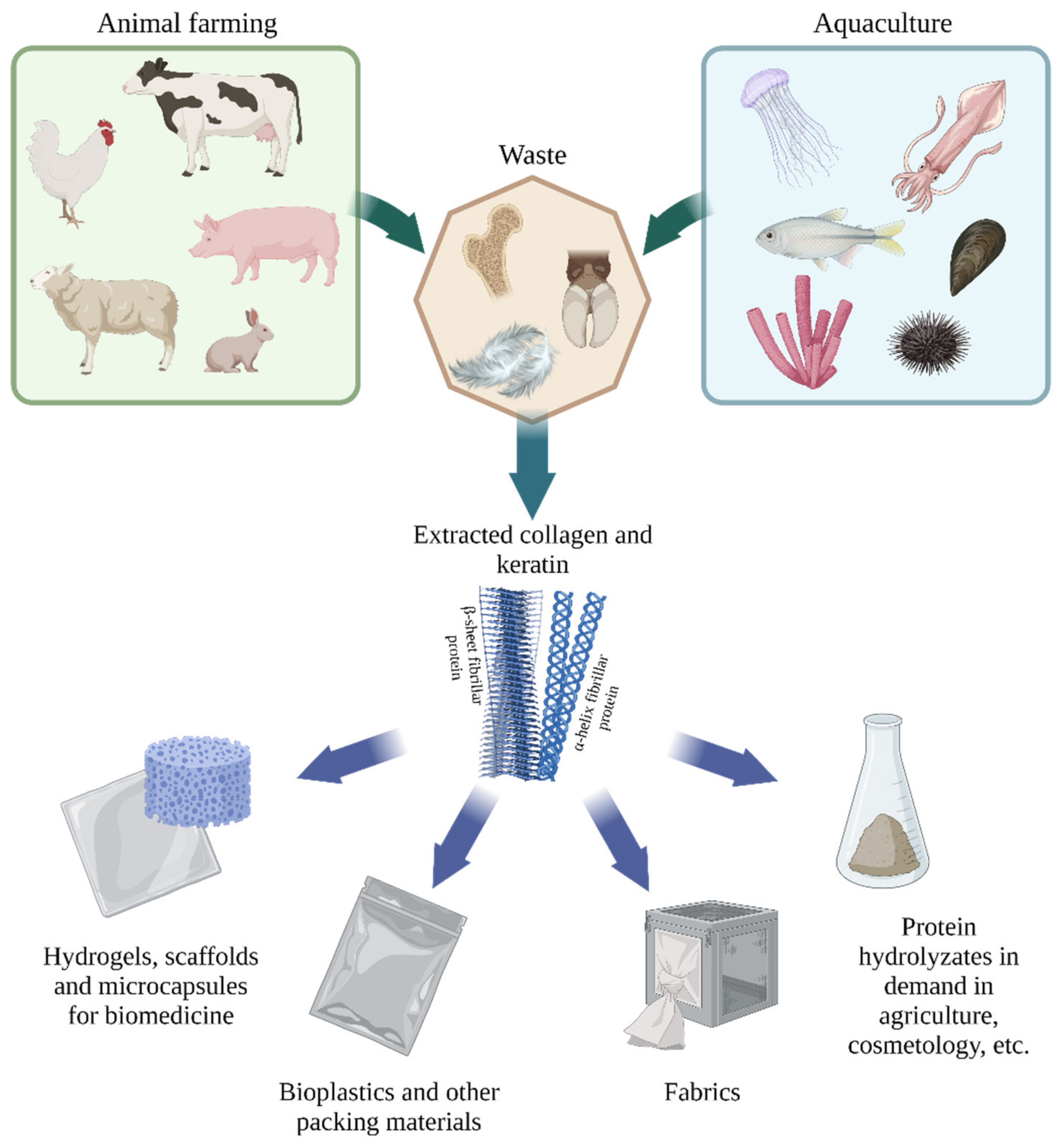 Polymers | Free Full-Text | Sustainable Applications of Animal Waste Proteins Polymers | Free Full-Text | Sustainable Applications of Animal Waste Proteins