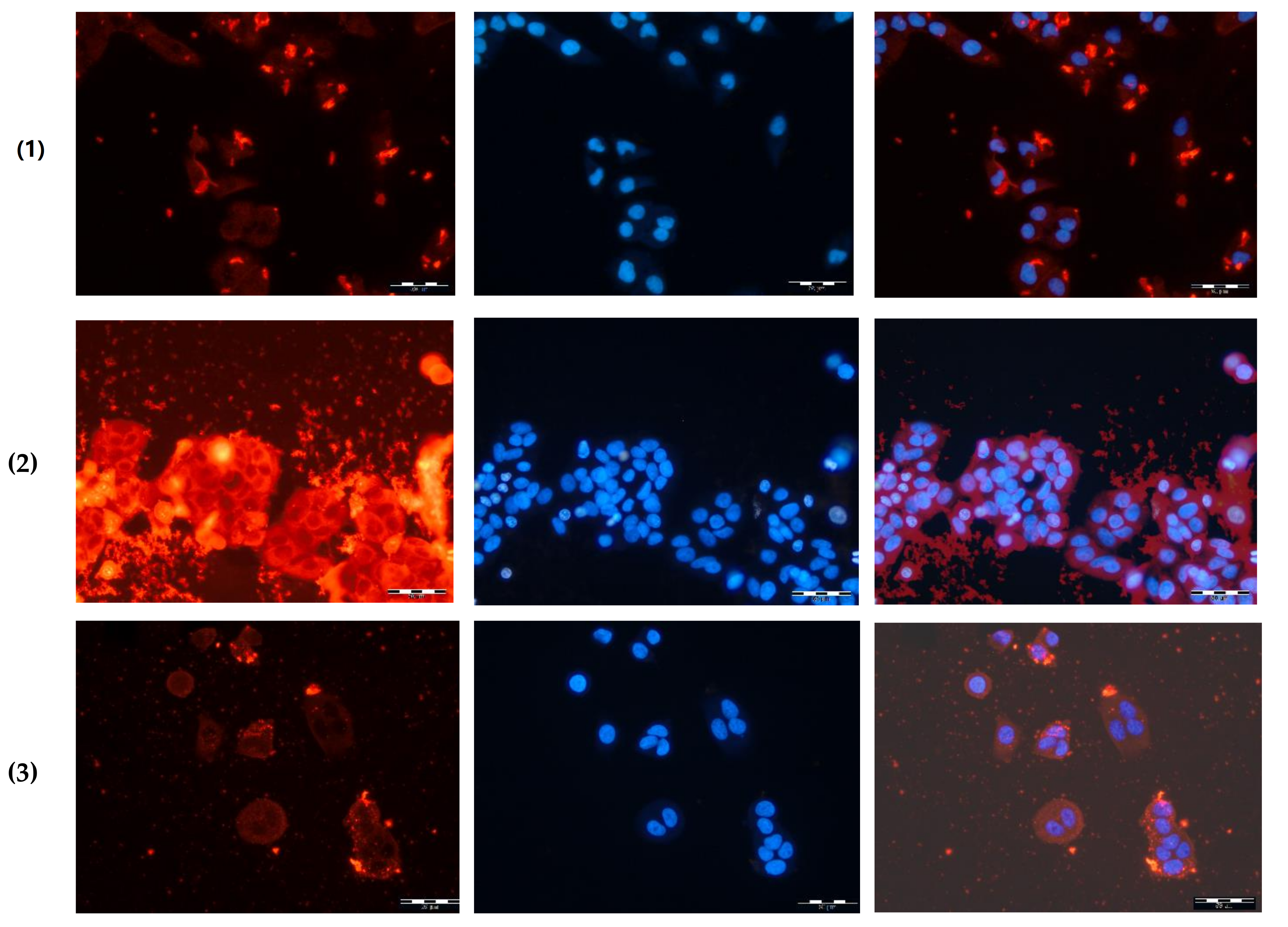 Polymers 14 01677 g008 550