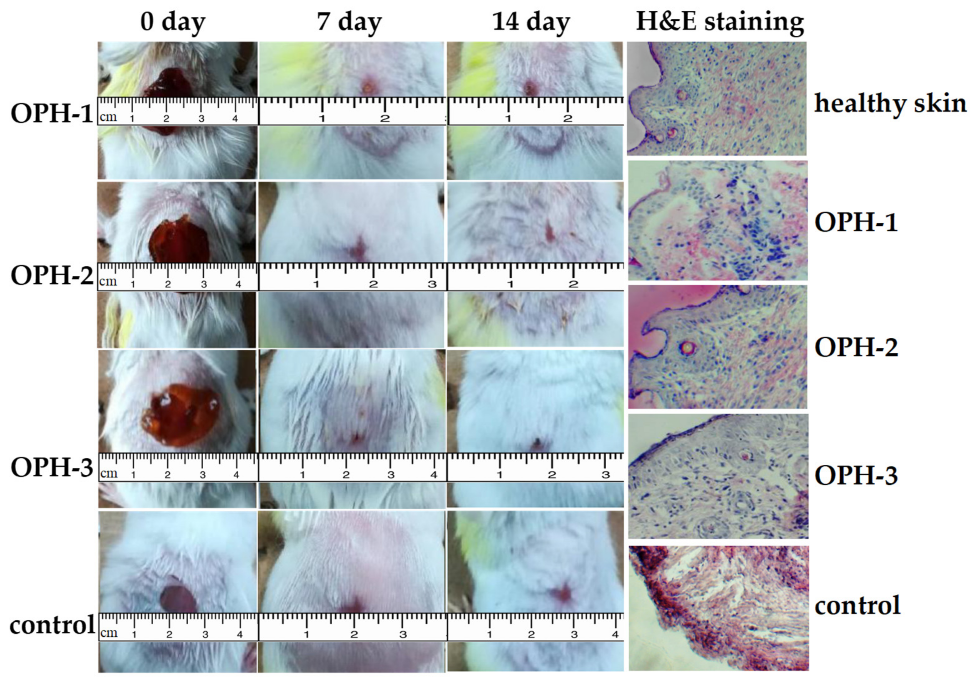 Polymers 14 01716 g007