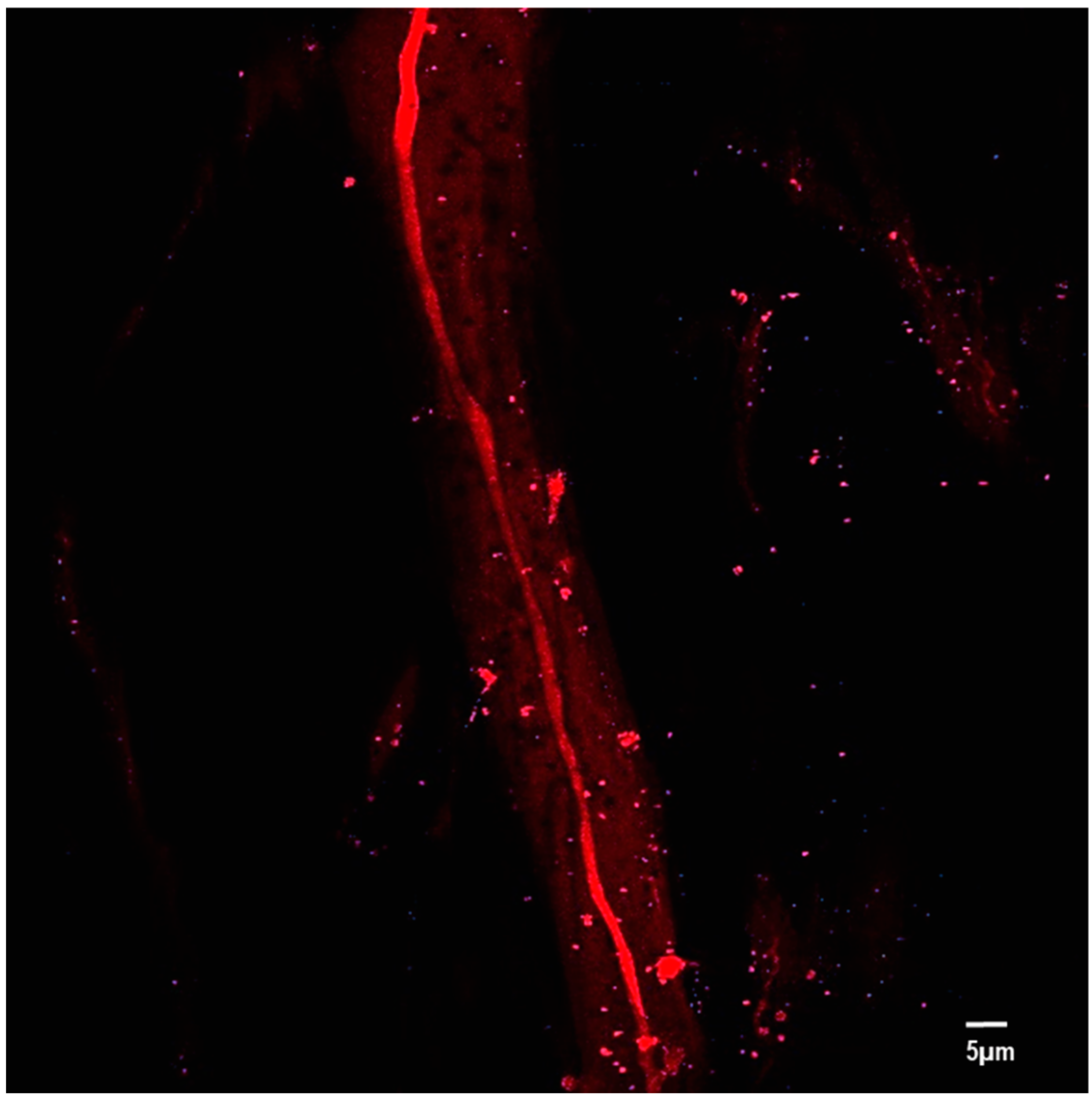 Polymers 14 01739 g005