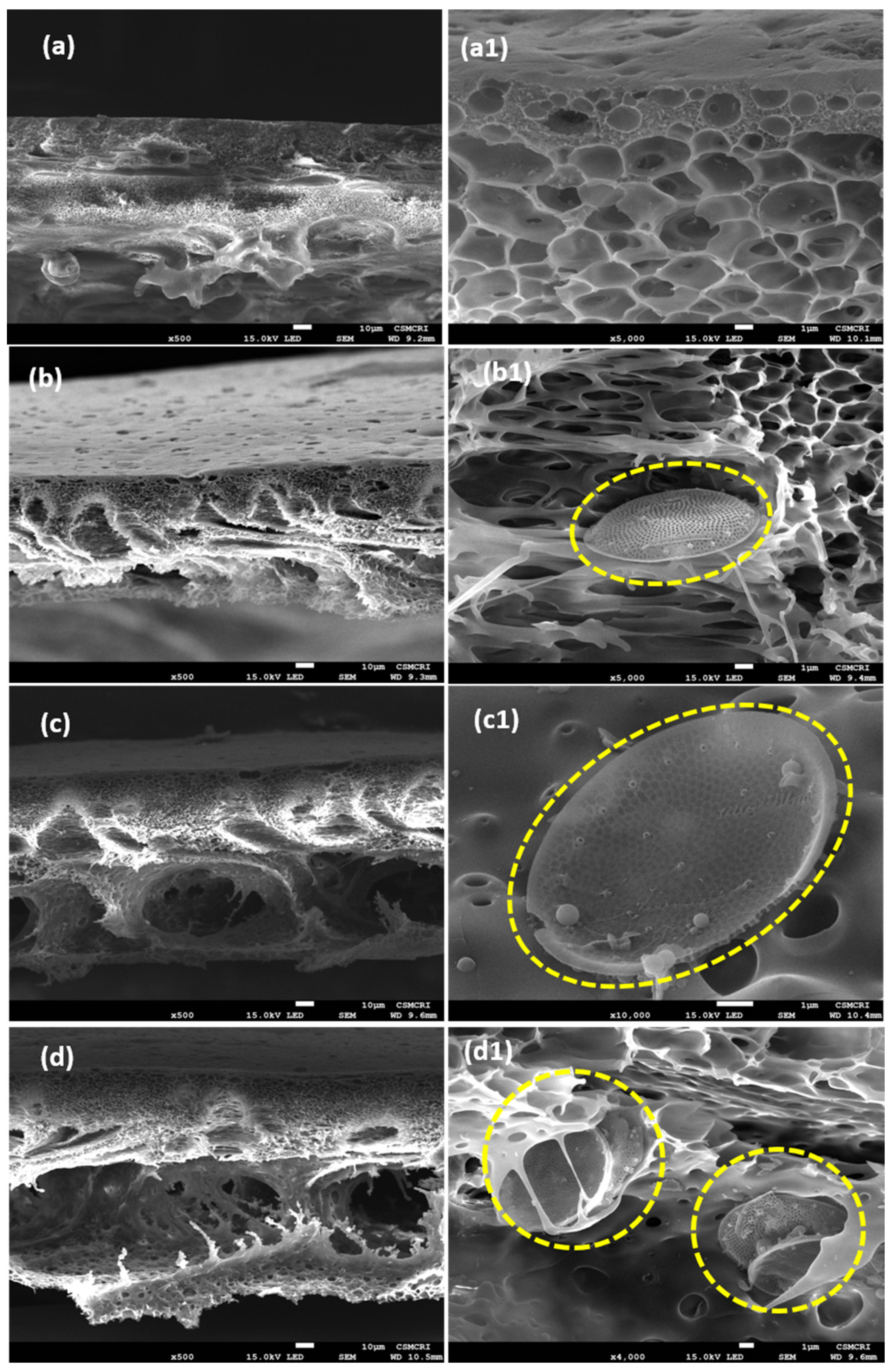 Polymers 14 01750 g008