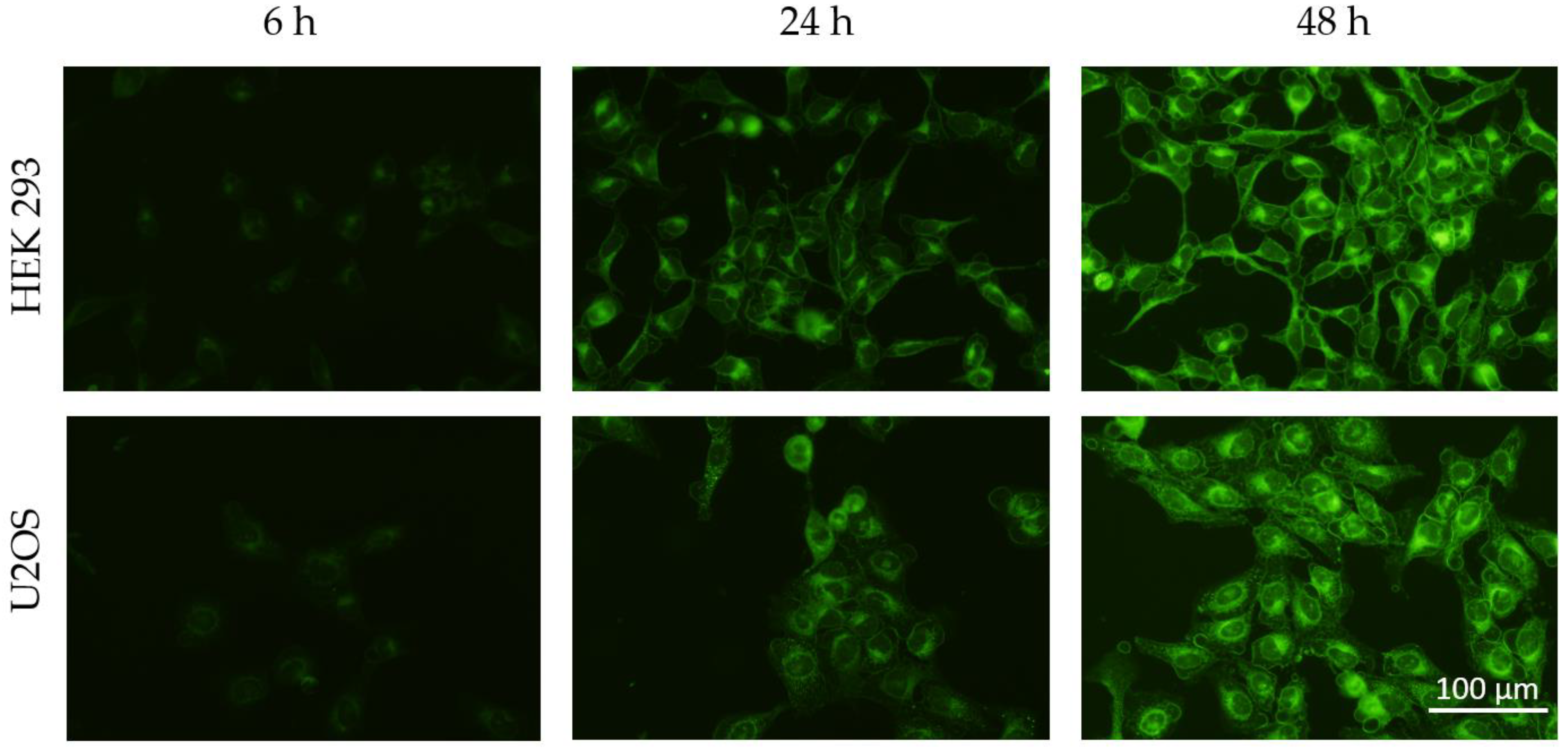 Polymers 14 01751 g005